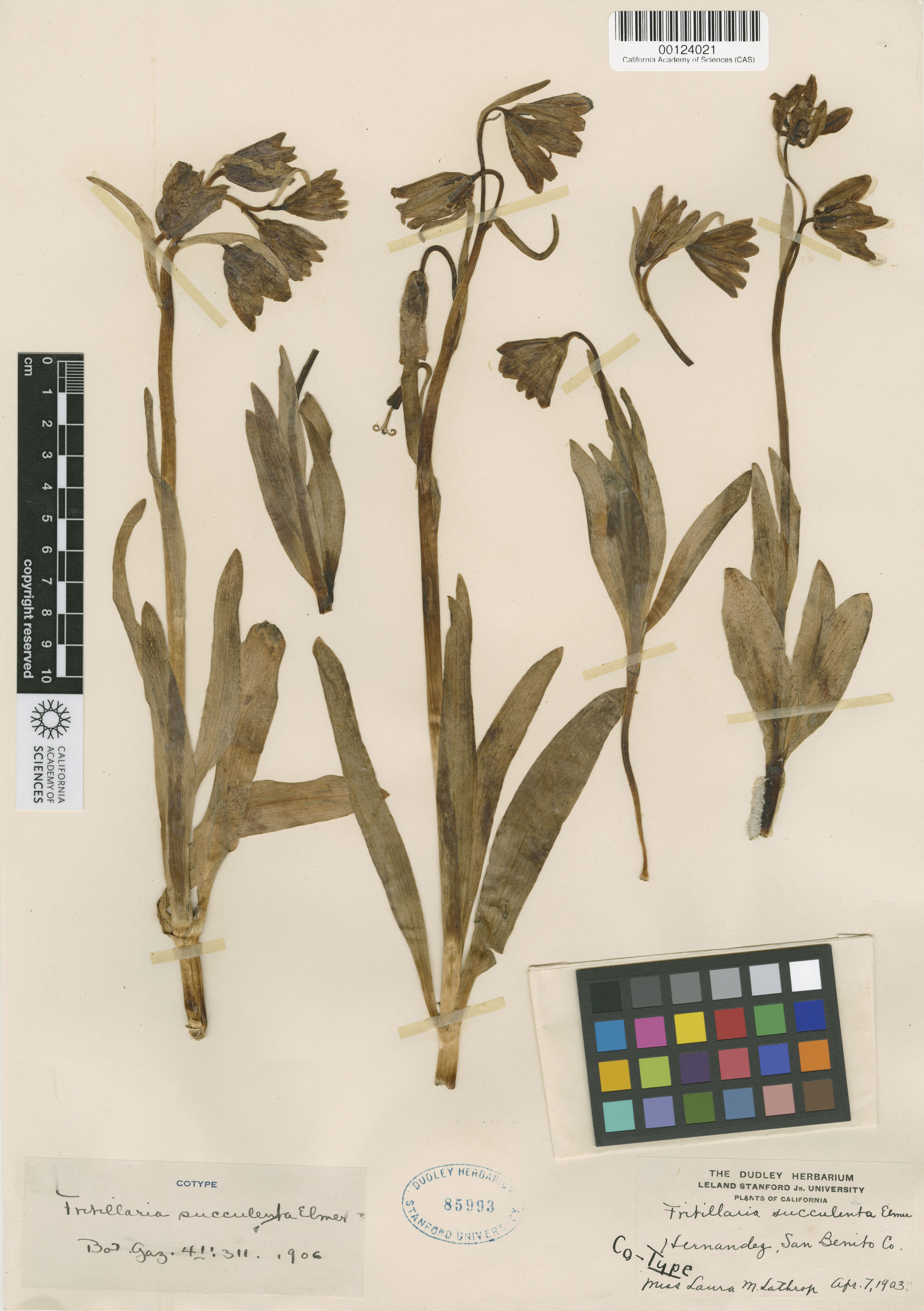 Fritillaria agrestis image