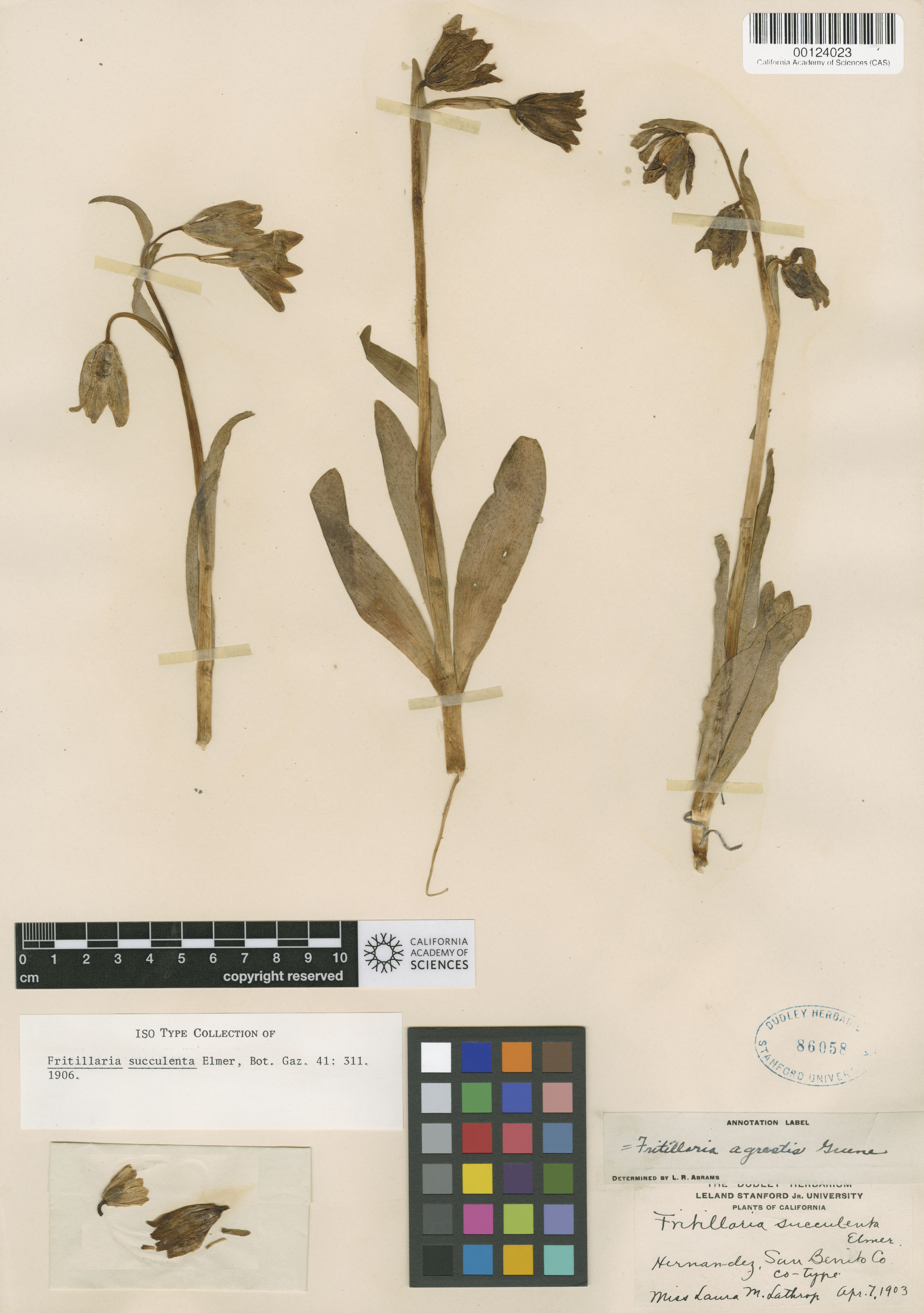 Fritillaria agrestis image
