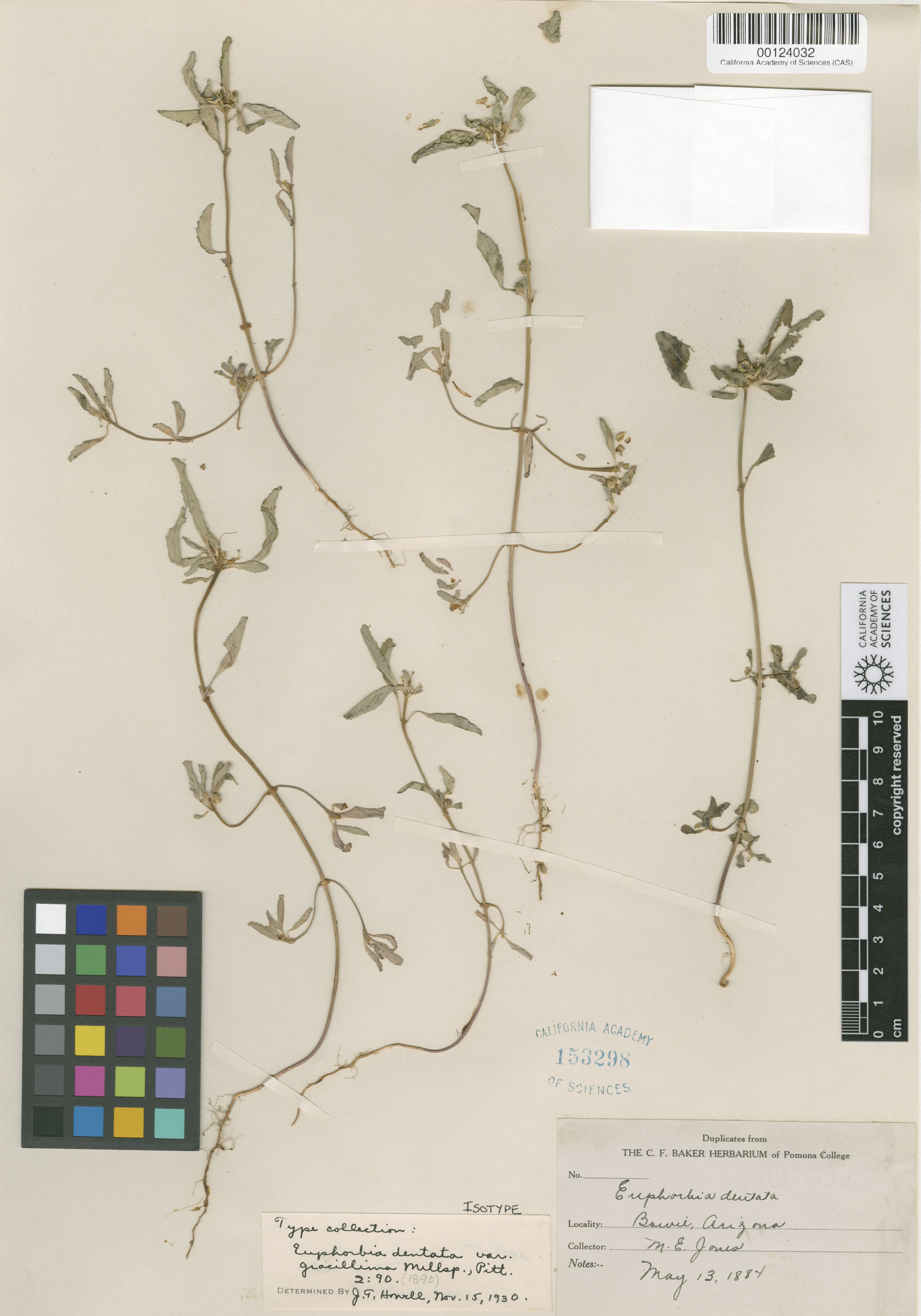 Euphorbia davidii image