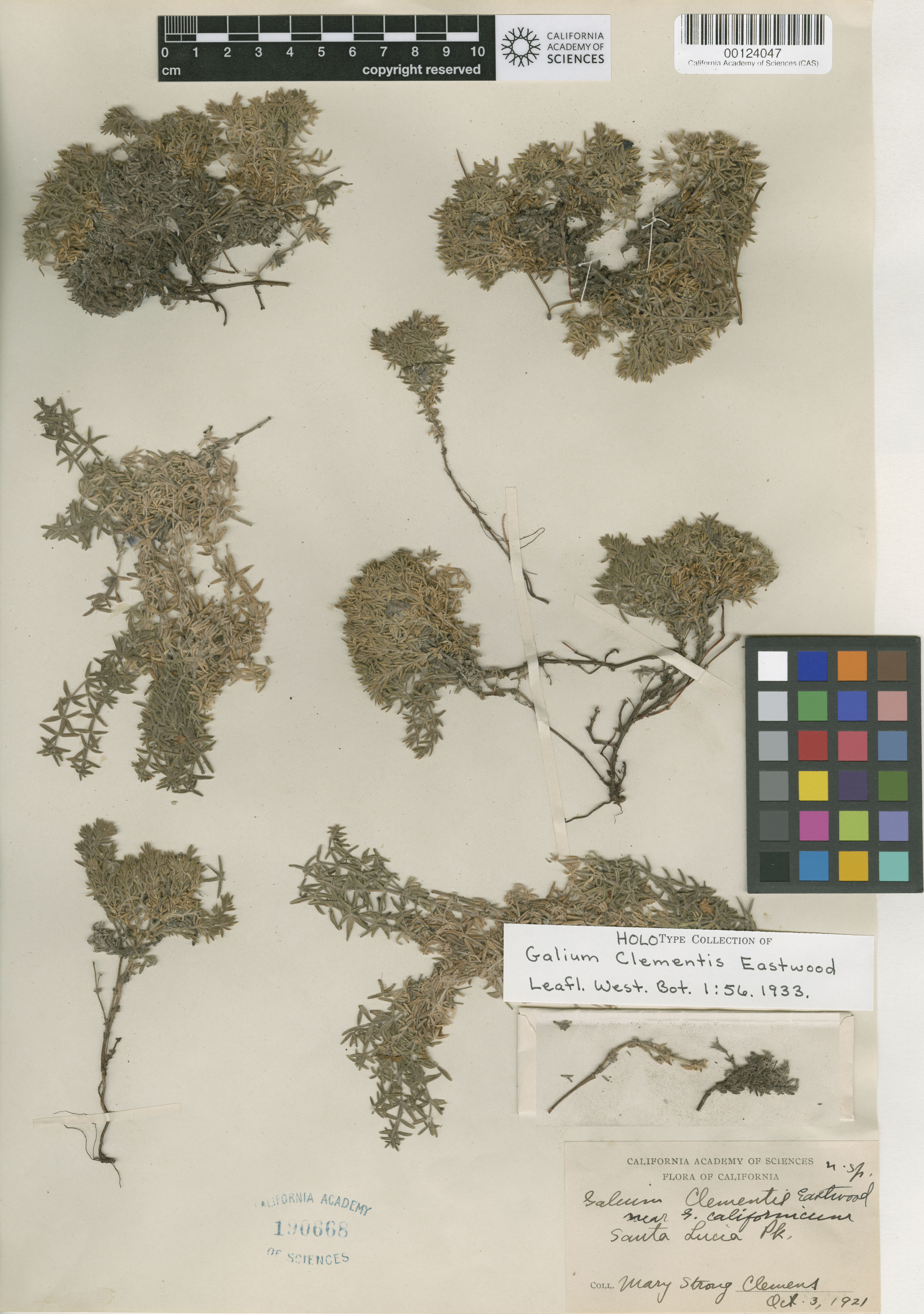 Galium clementis image