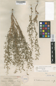 Image of Galium coloradoense