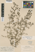 Image of Galium columbianum
