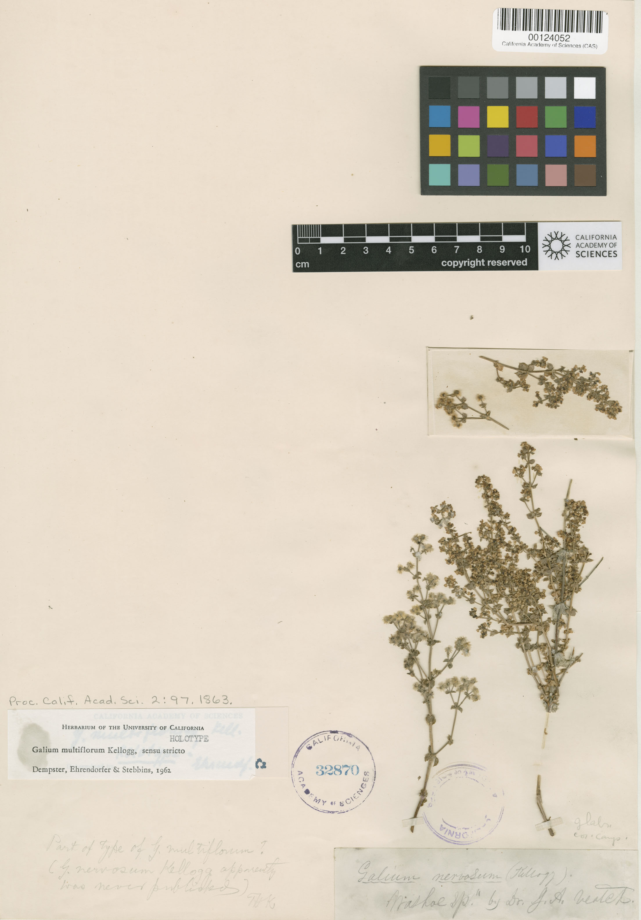 Galium multiflorum image