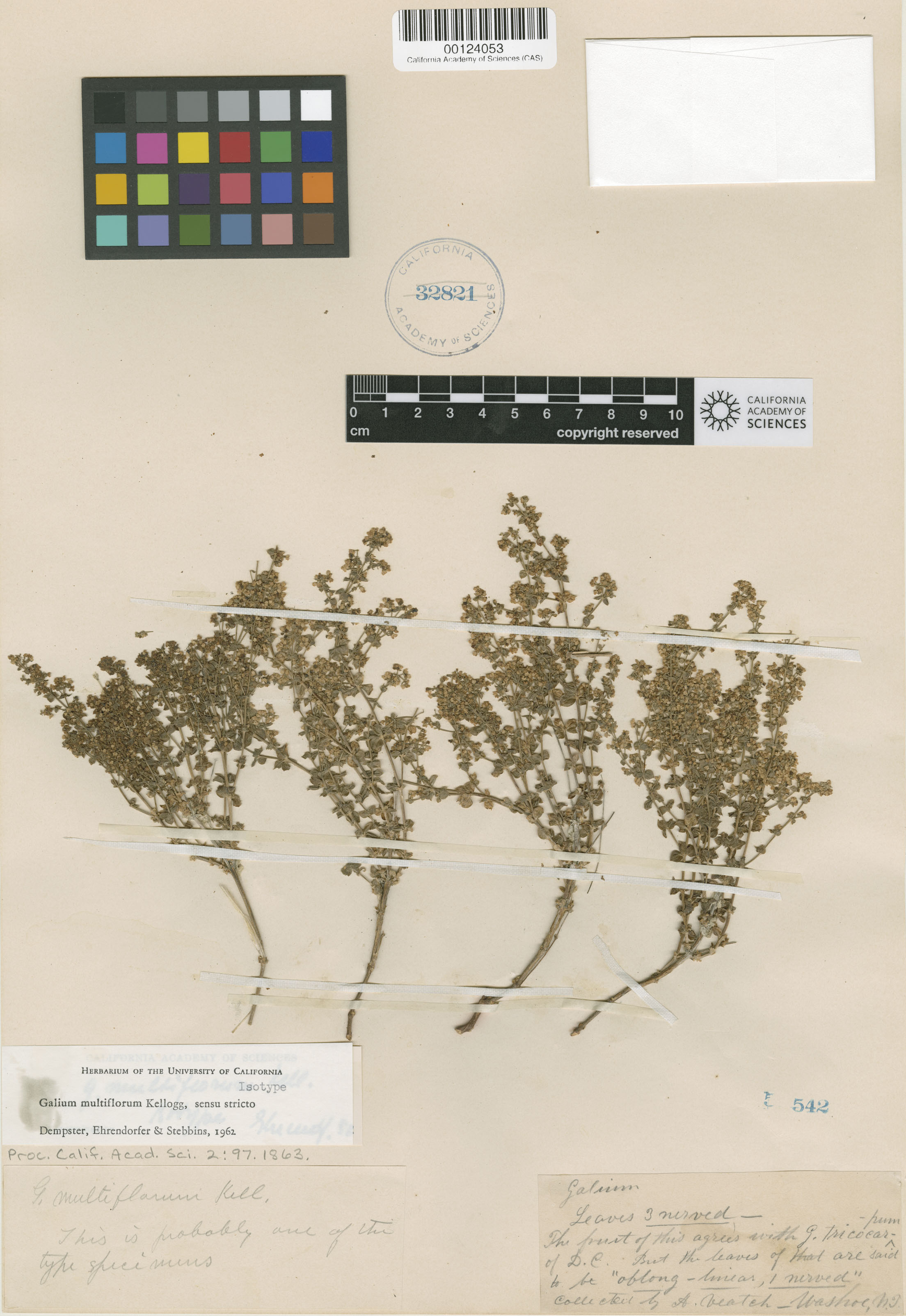 Galium multiflorum image