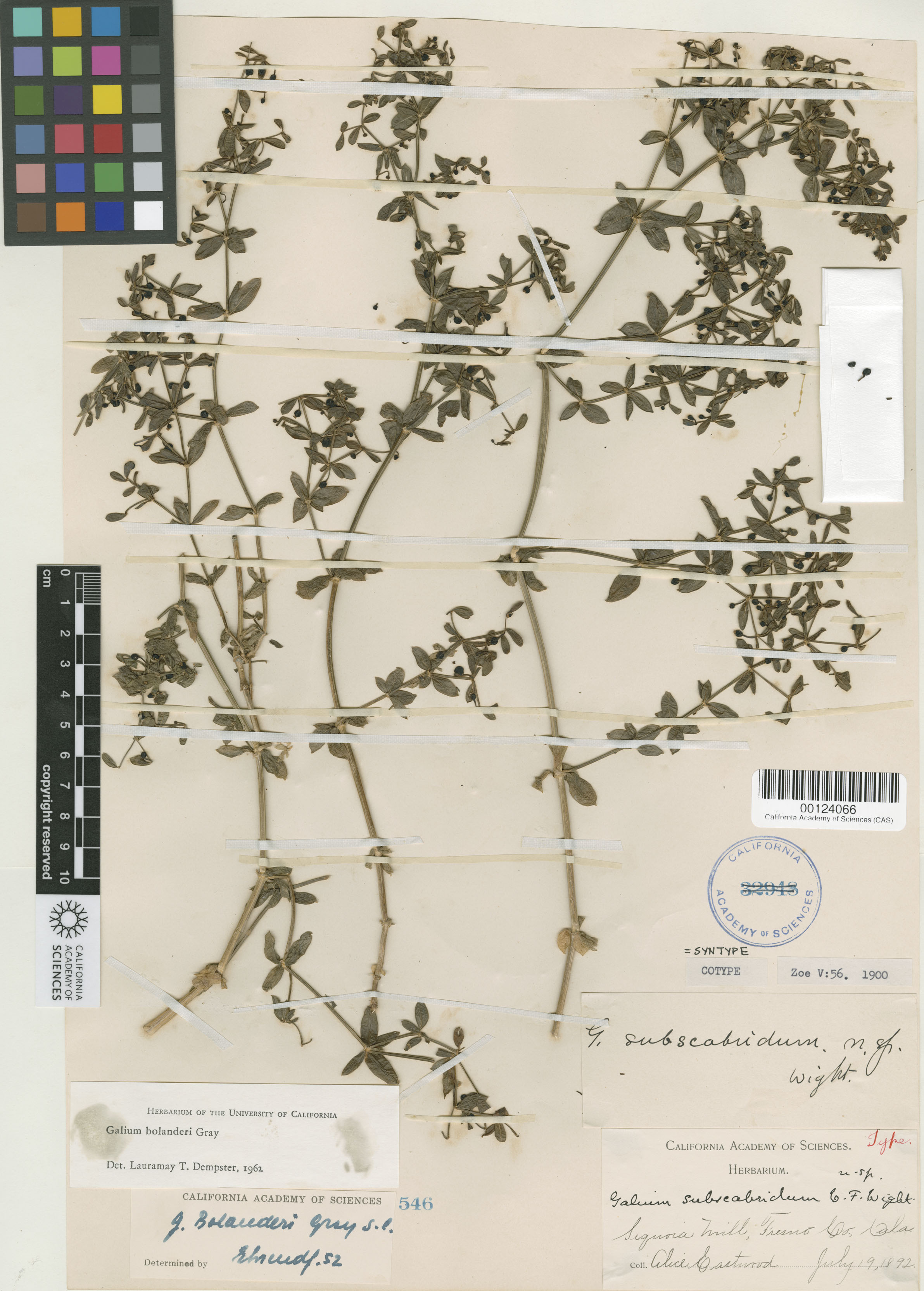 Galium bolanderi image