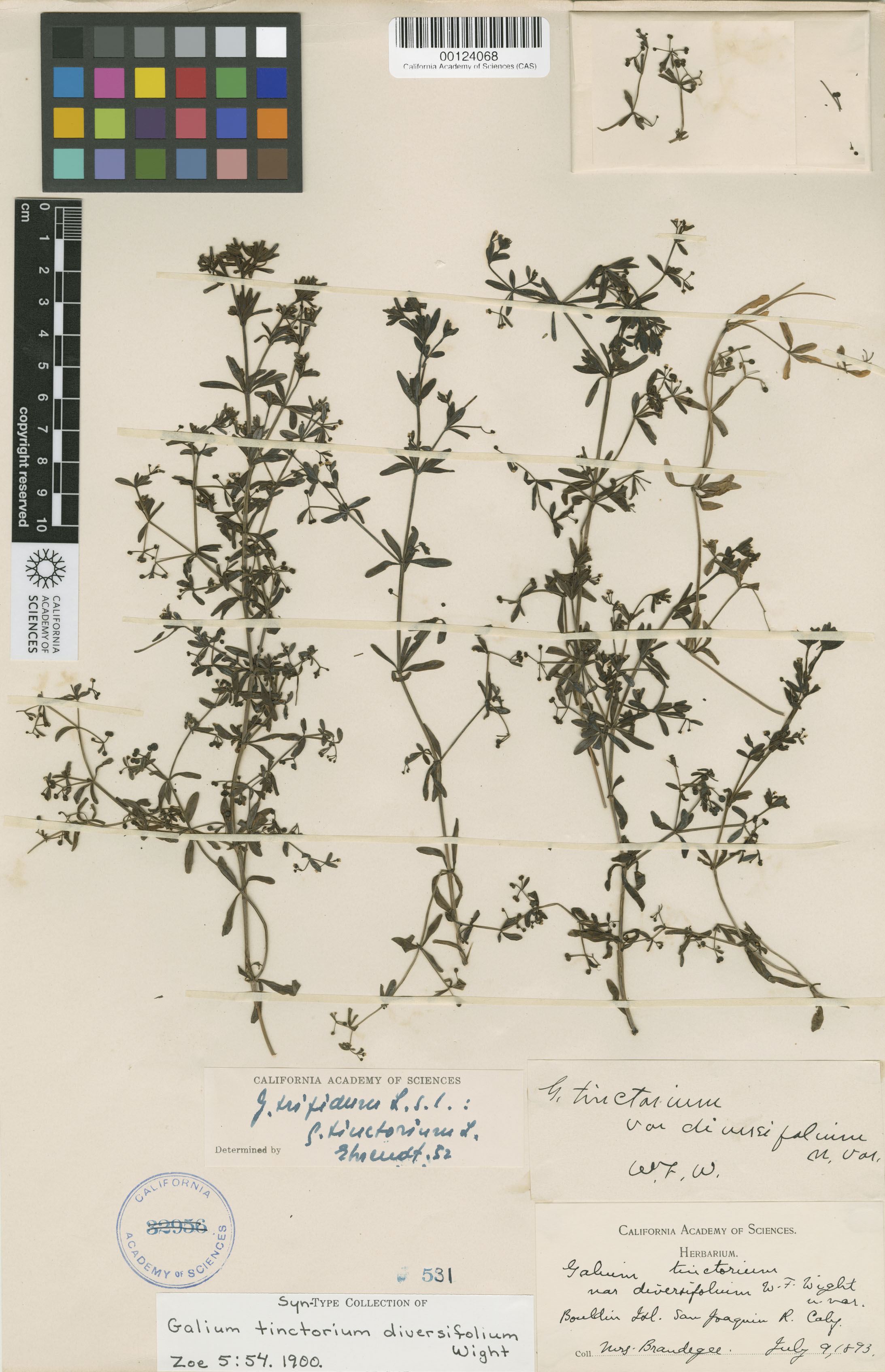 Galium tinctorium image