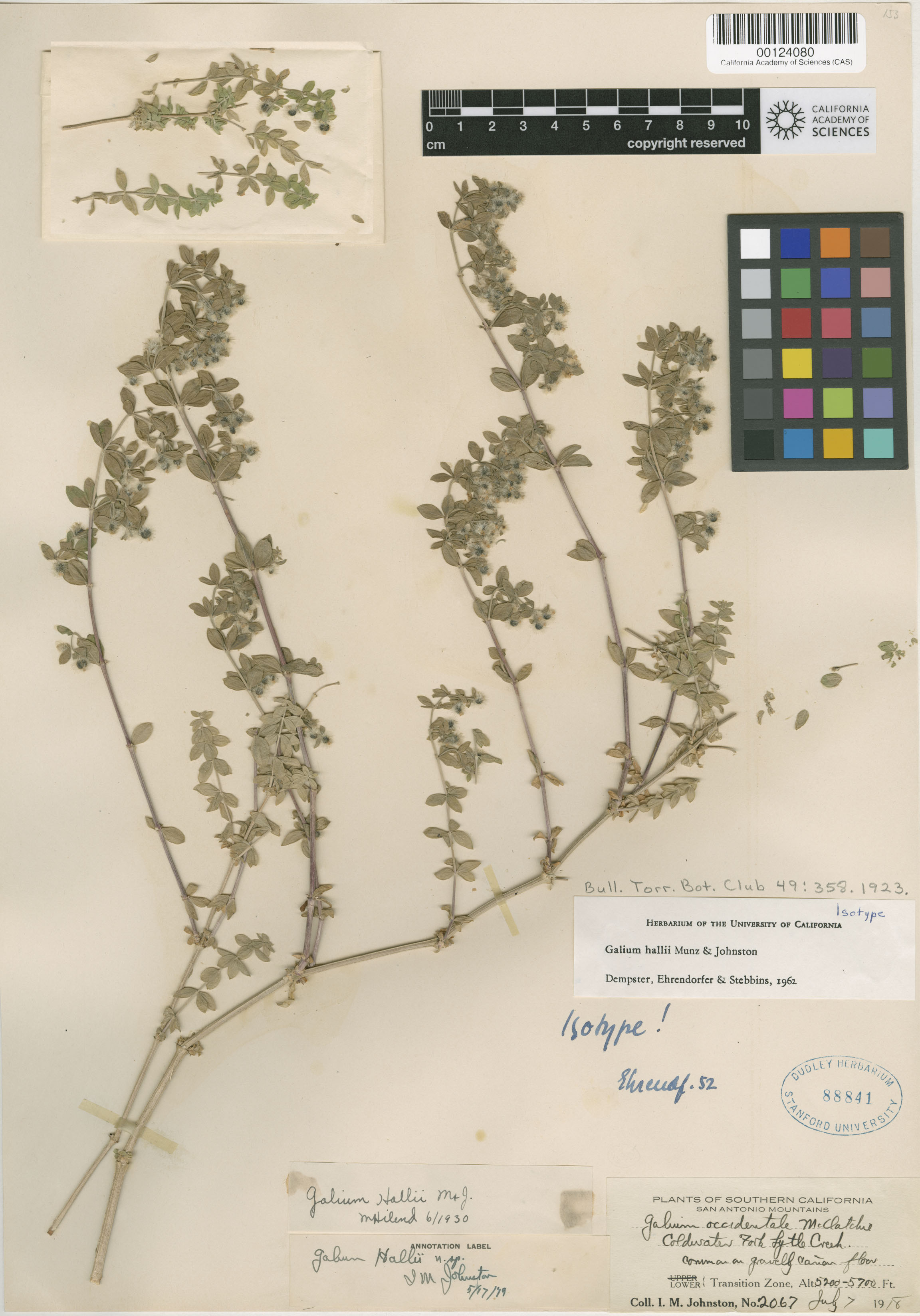 Galium hallii image