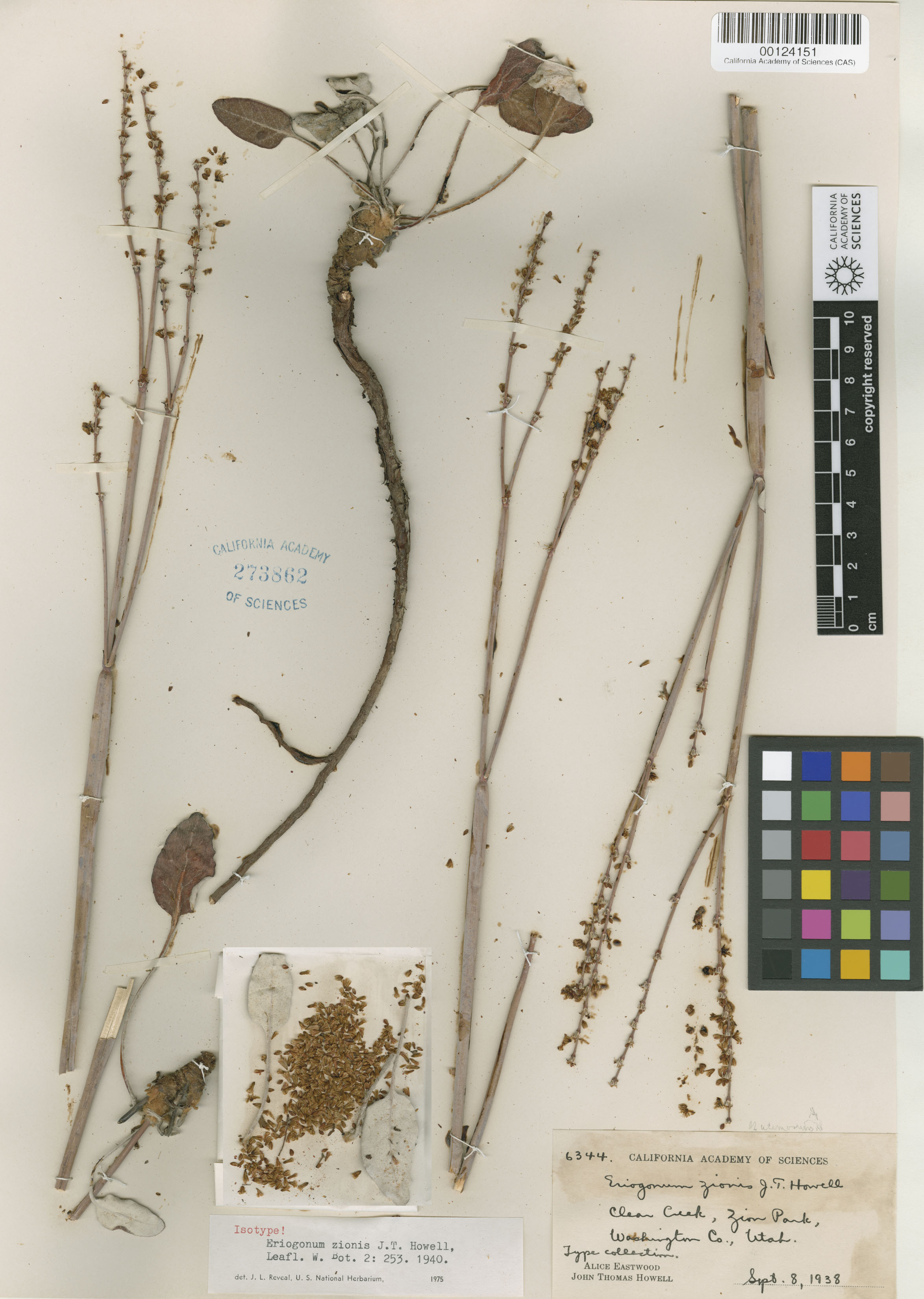 Eriogonum zionis image