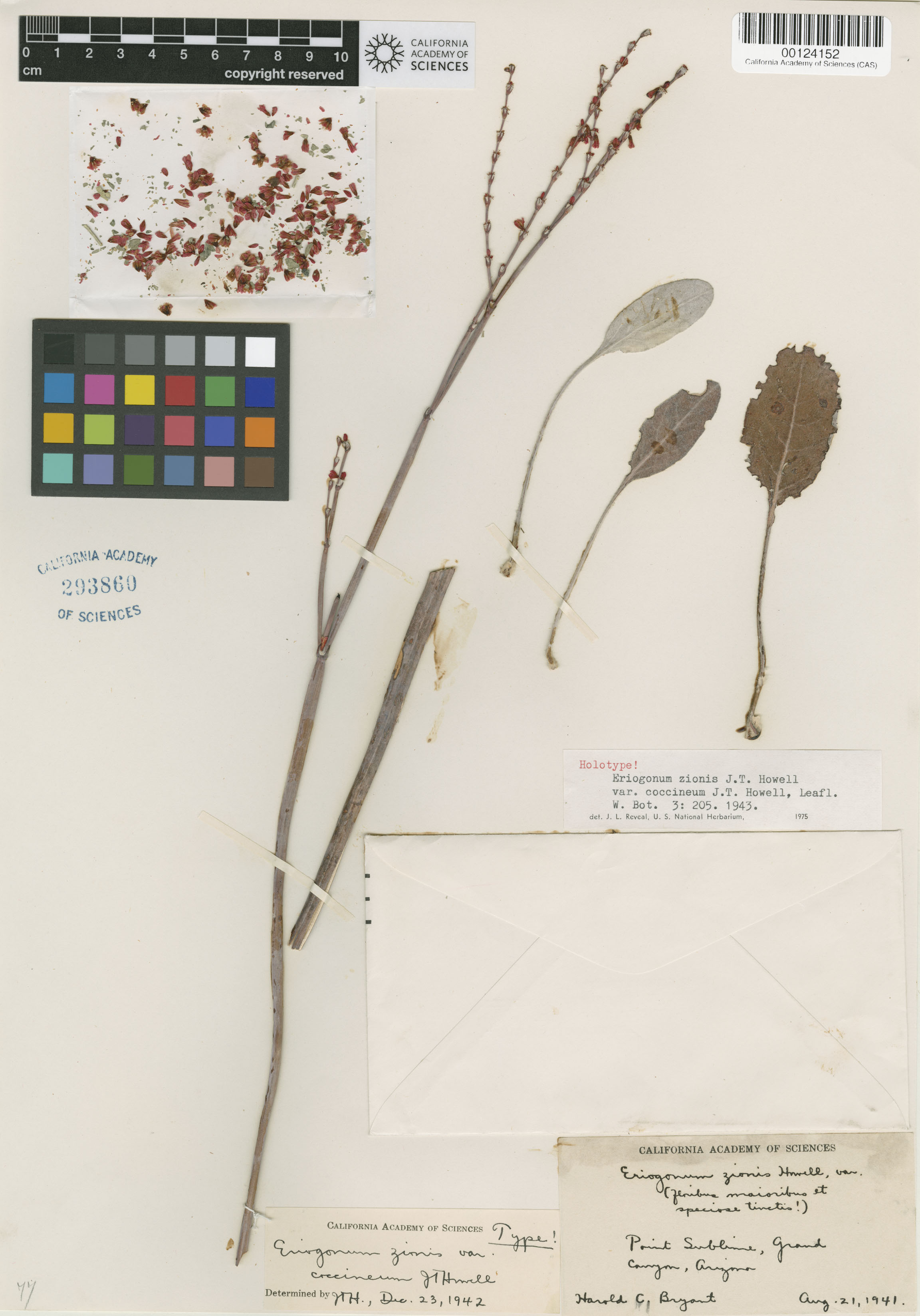 Eriogonum zionis var. coccineum image