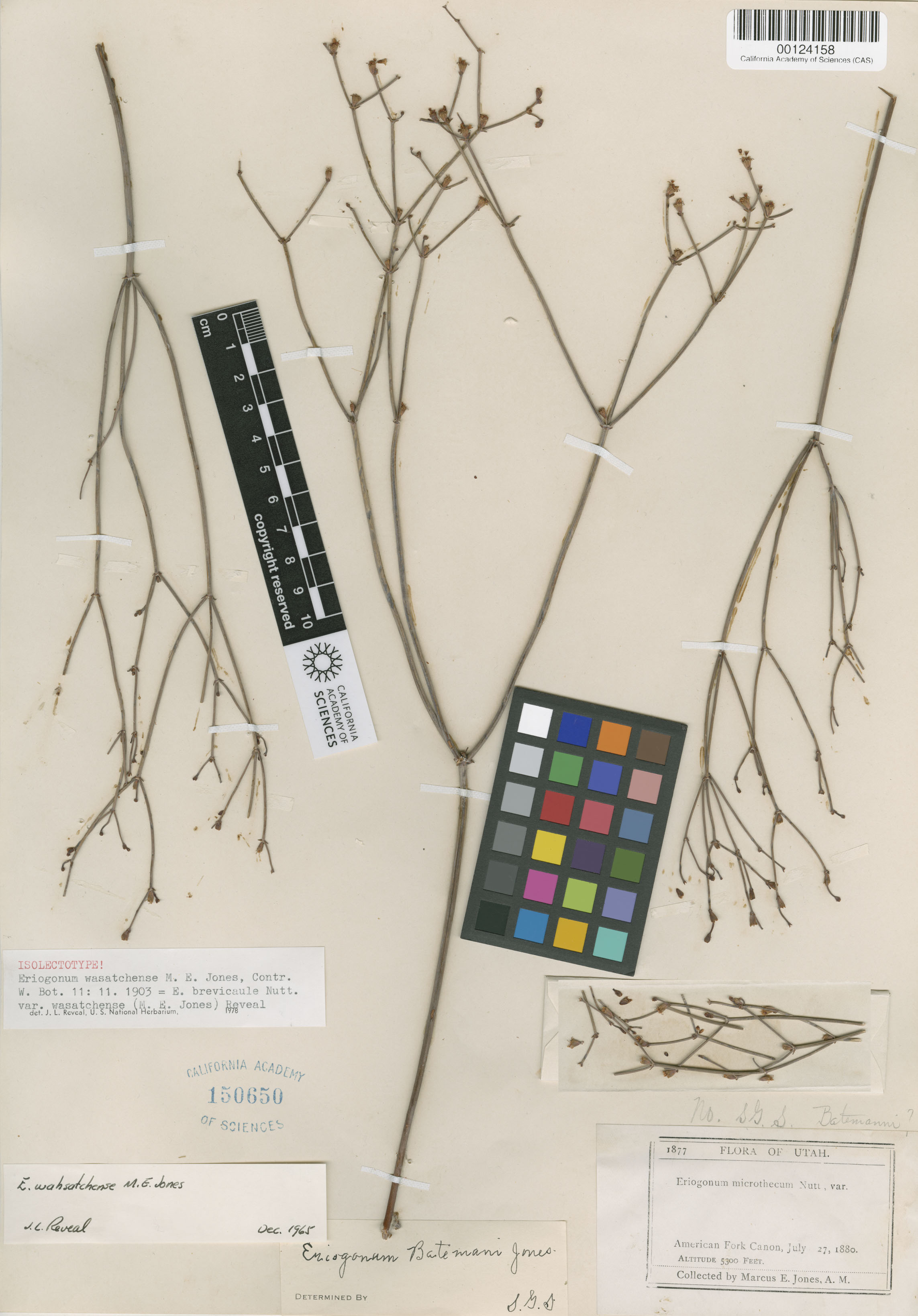 Eriogonum wasatchense image