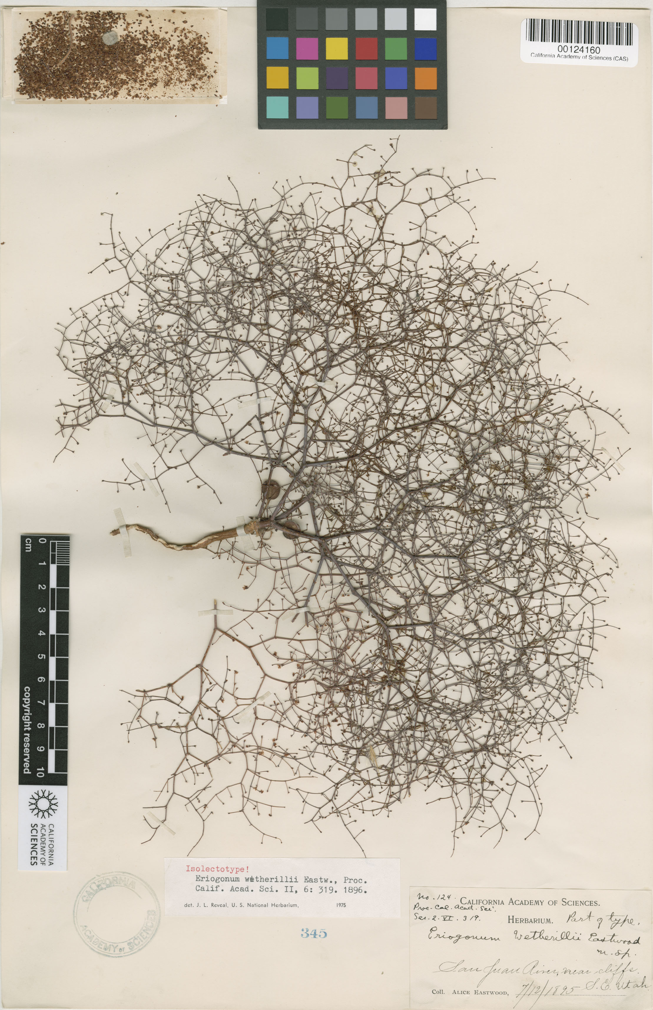 Eriogonum wetherillii image