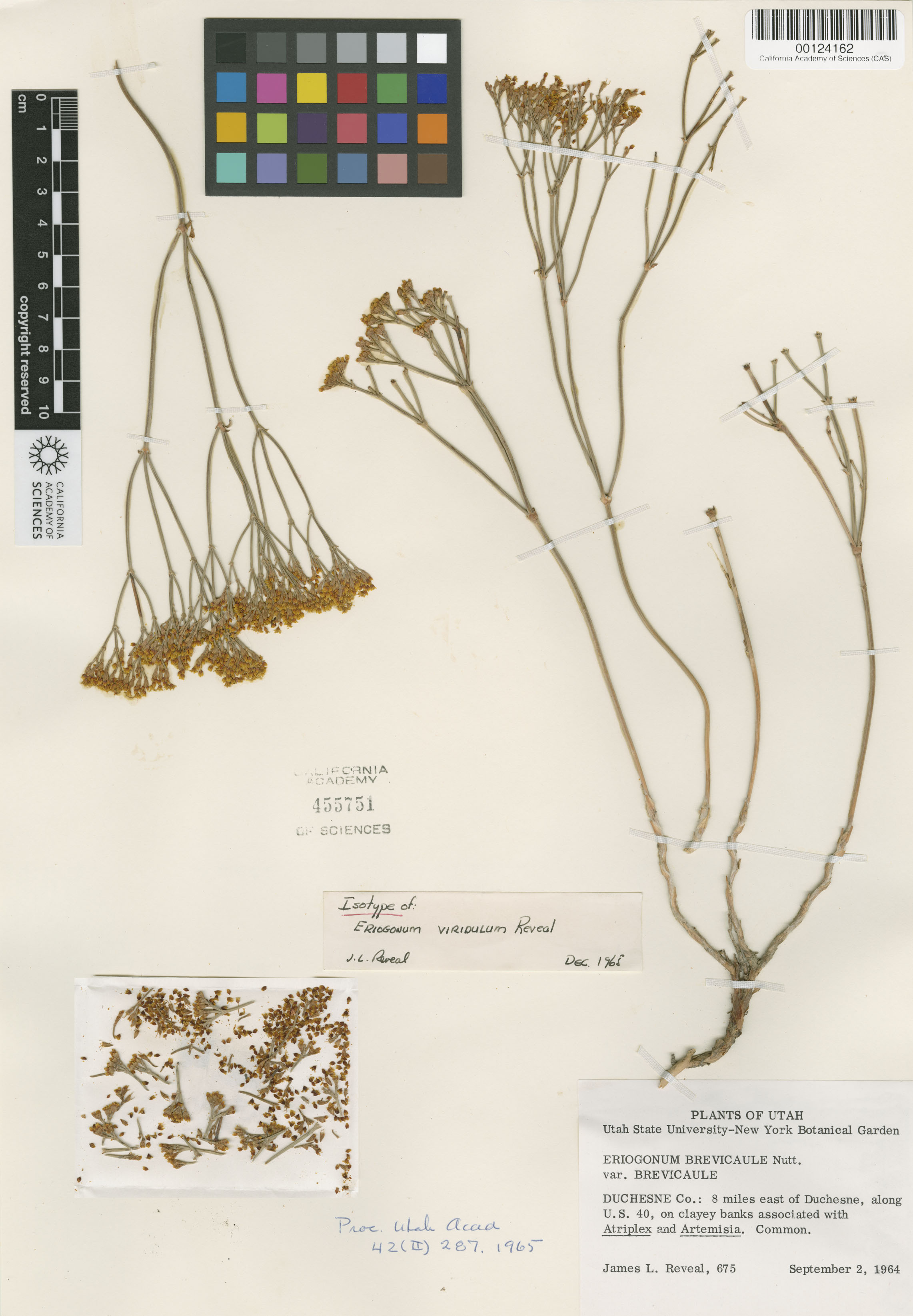 Eriogonum viridulum image