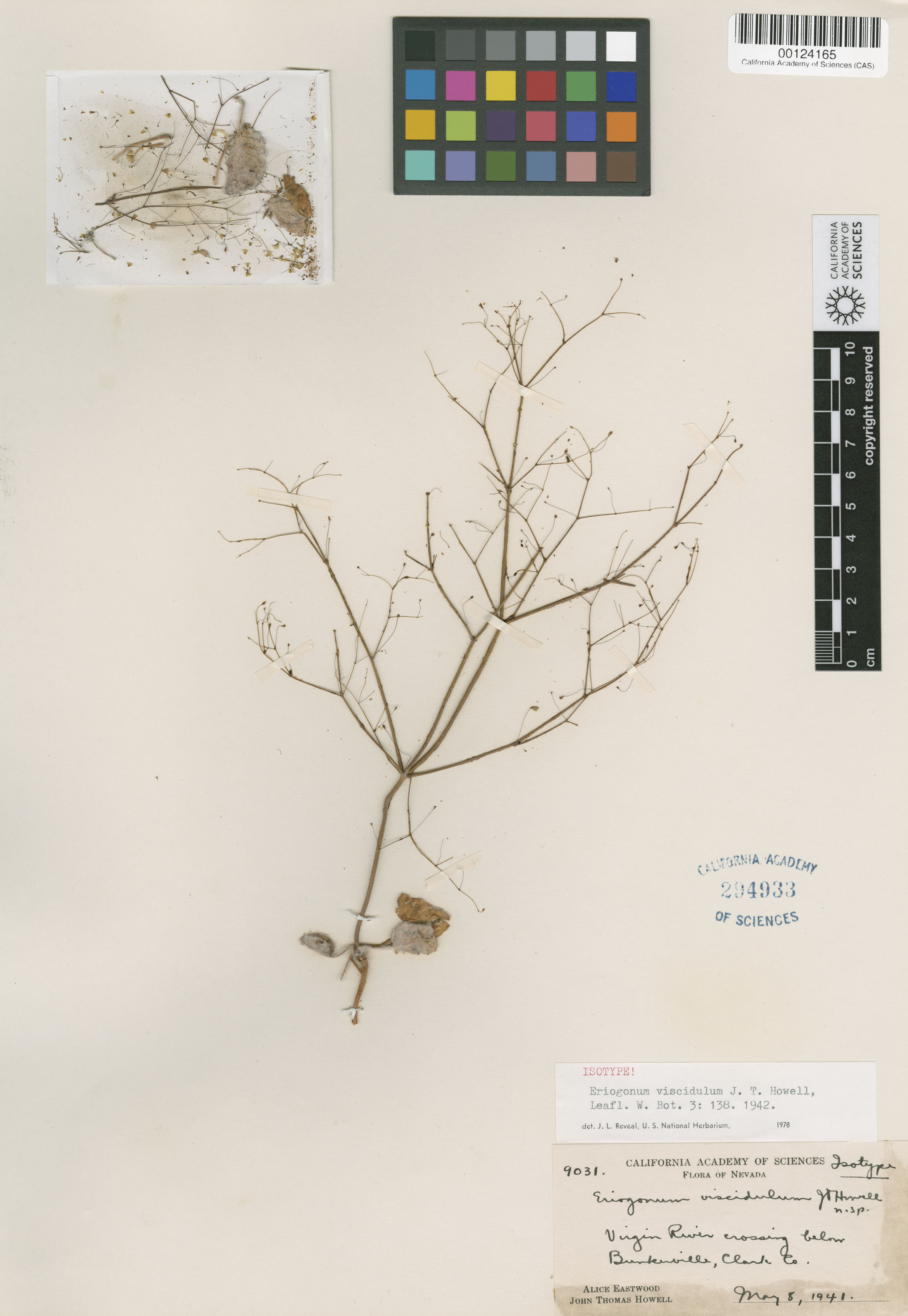 Eriogonum viscidulum image