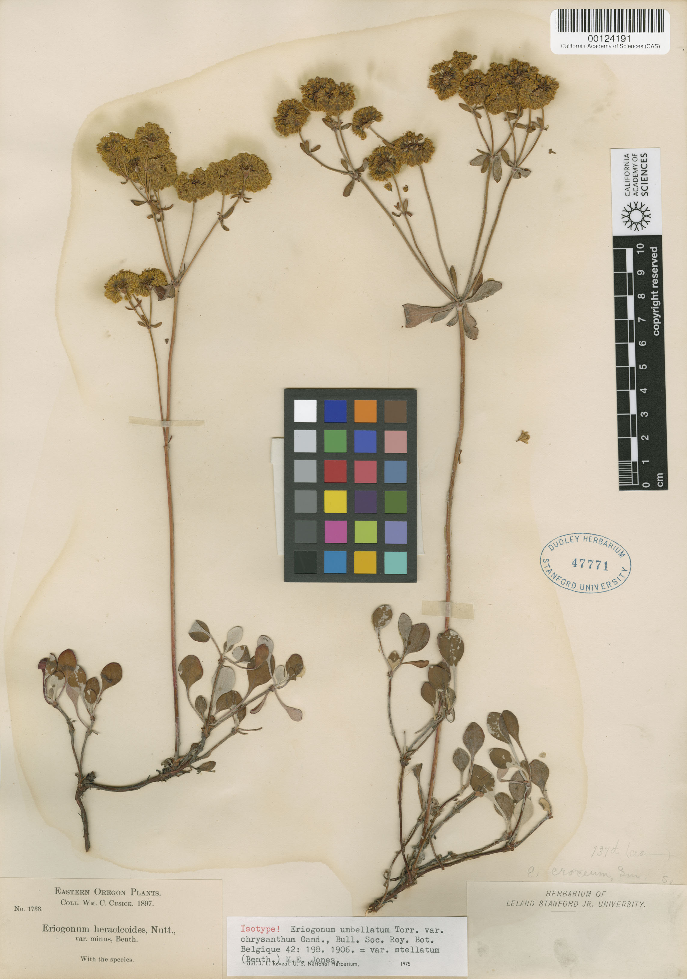 Eriogonum umbellatum var. ellipticum image