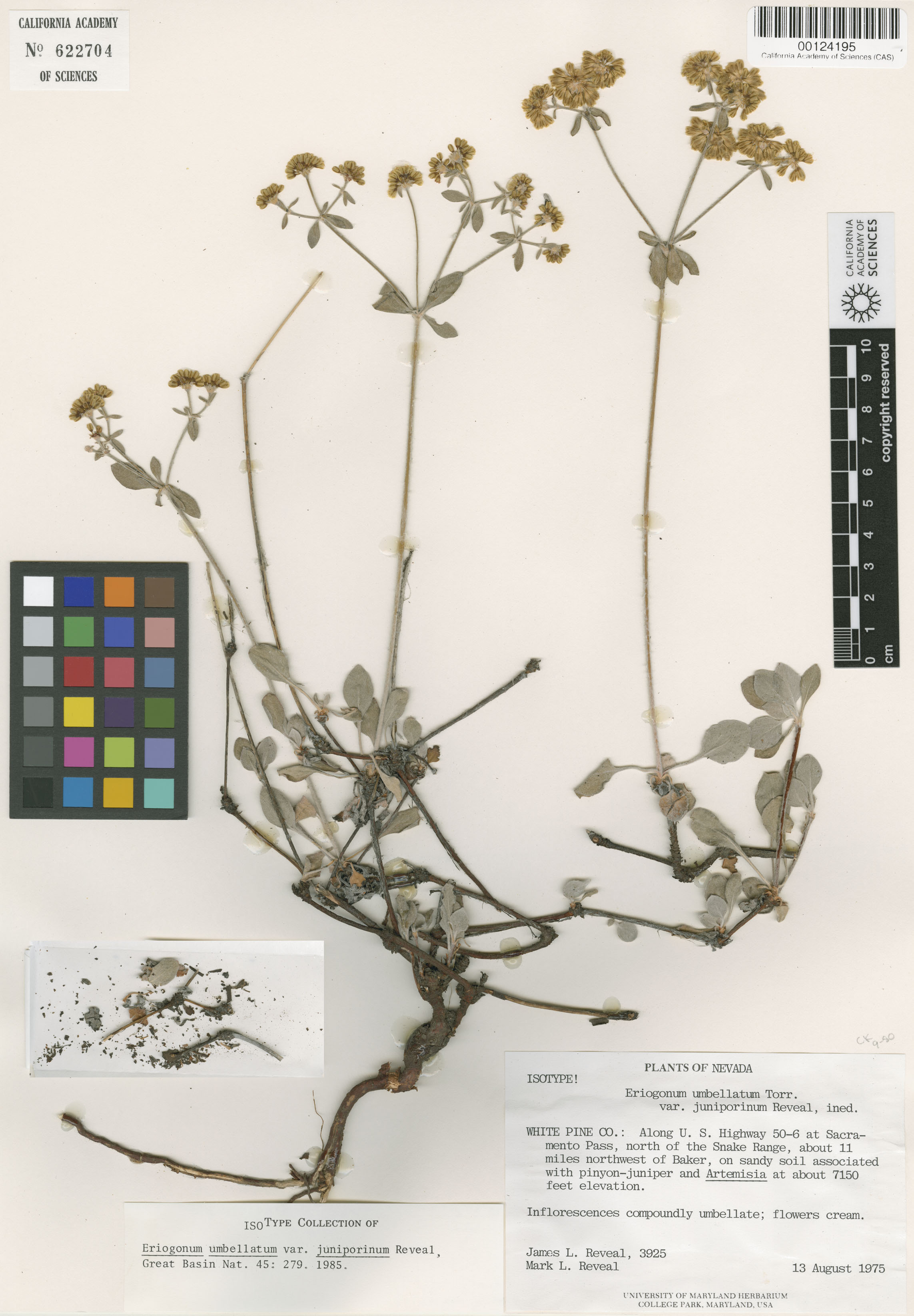 Eriogonum umbellatum var. juniporinum image