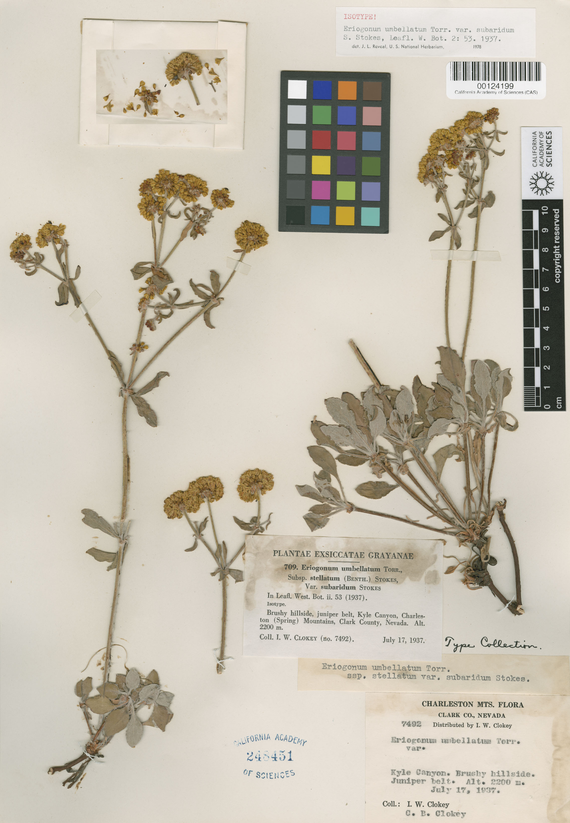 Eriogonum umbellatum var. subaridum image