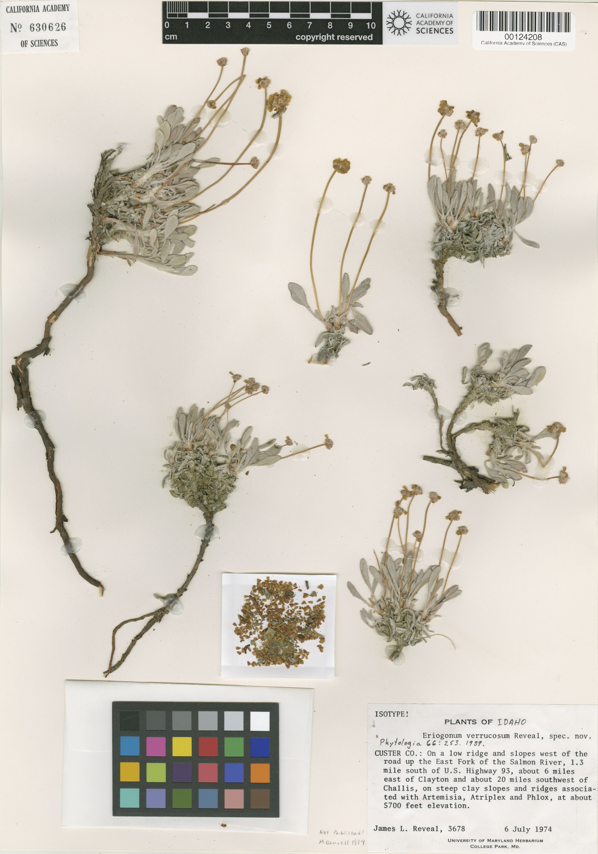 Eriogonum crosbyae image