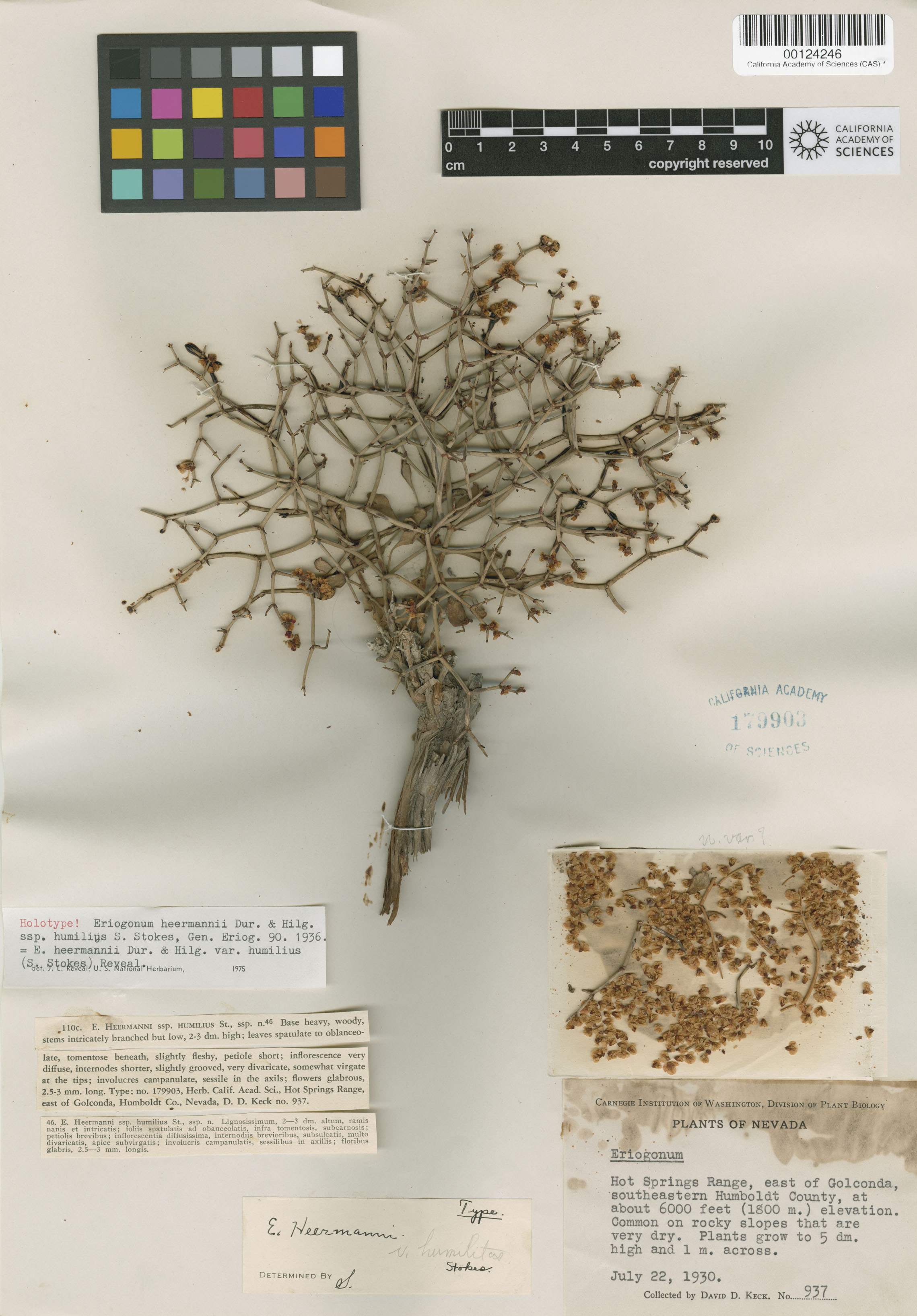 Eriogonum heermannii var. humilius image