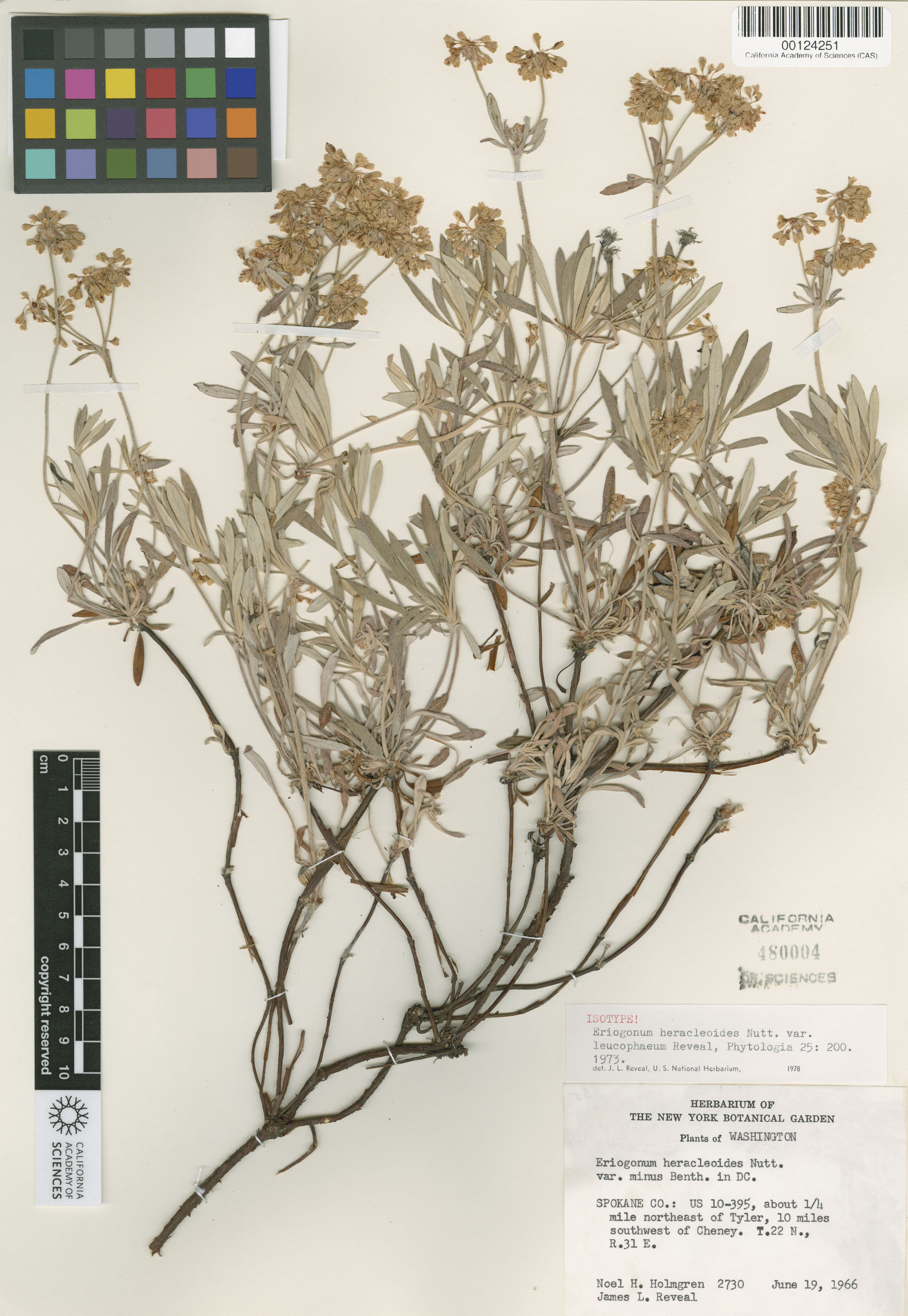 Eriogonum heracleoides var. leucophaeum image