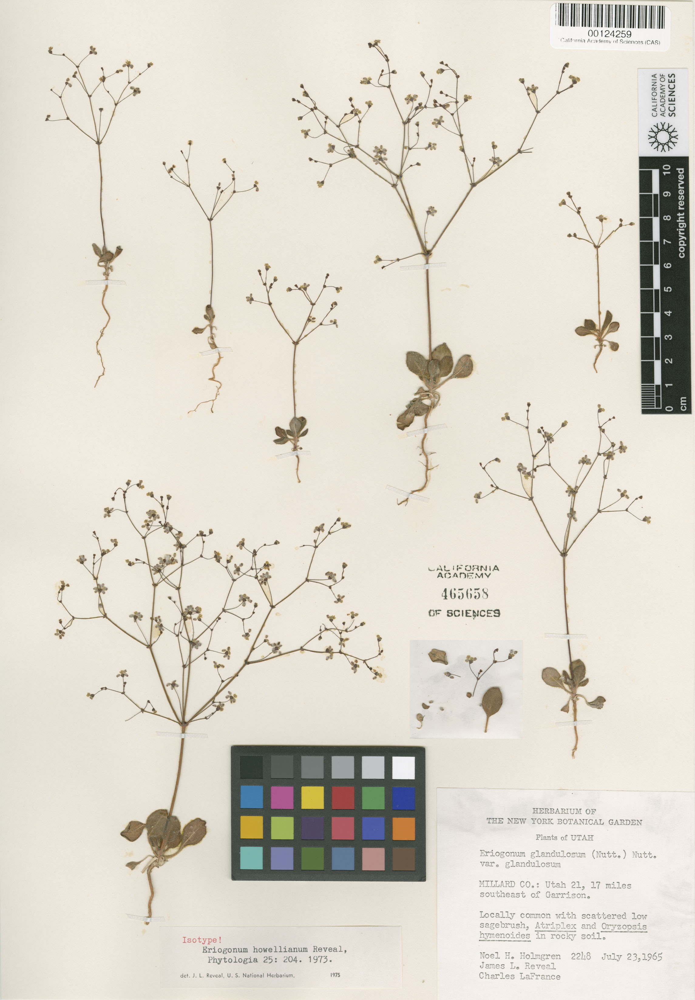 Eriogonum howellianum image