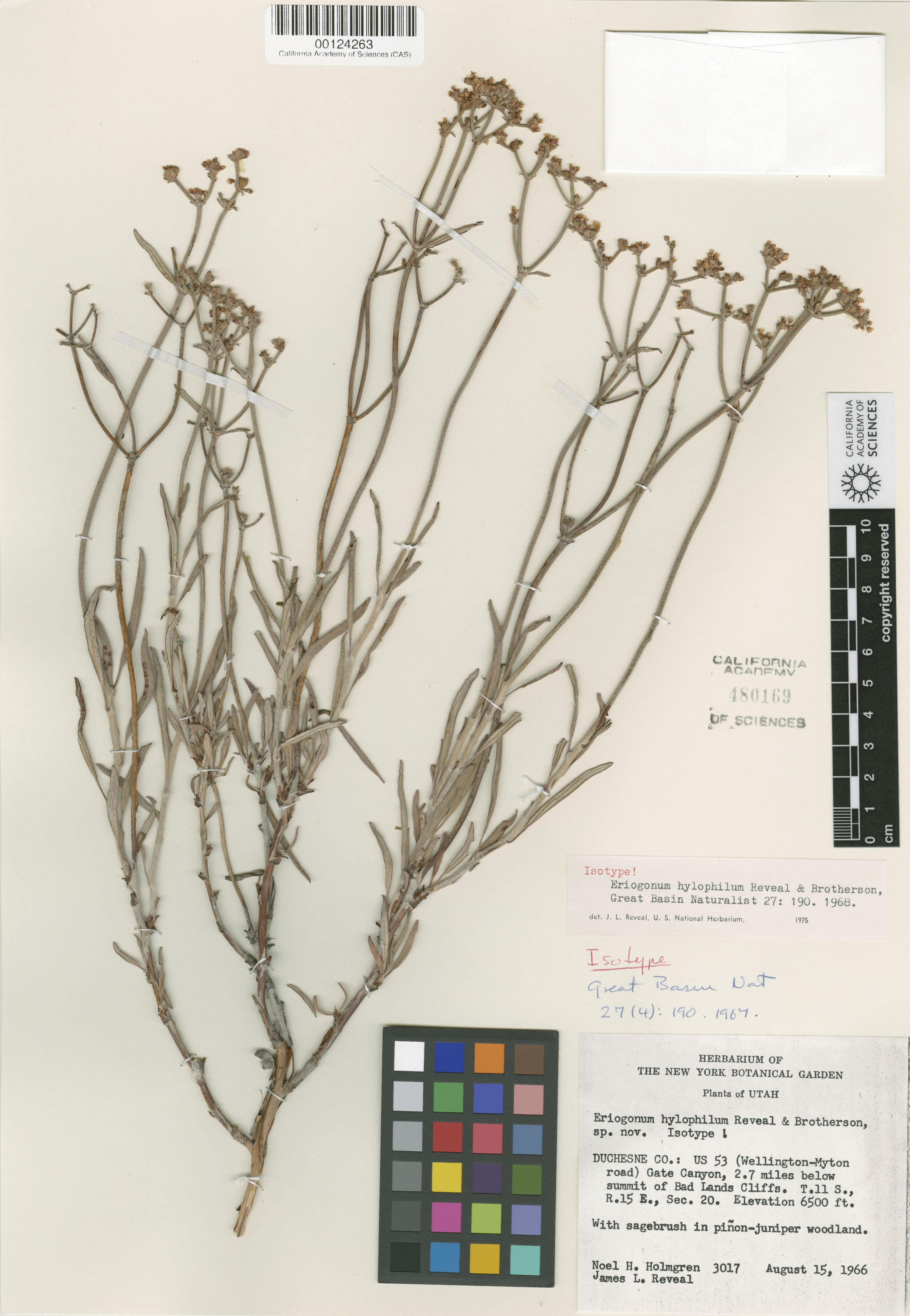 Eriogonum hylophilum image