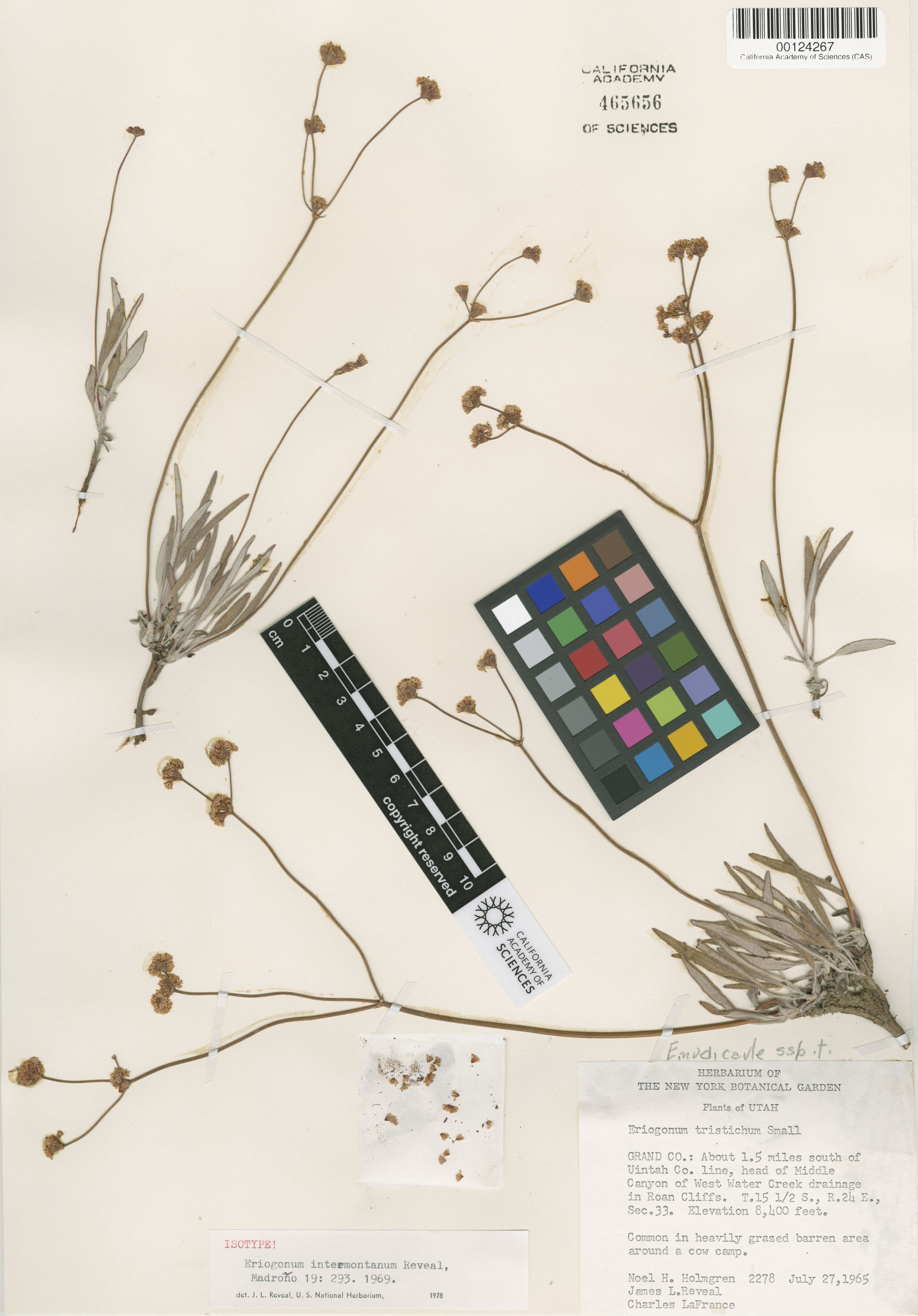 Eriogonum lonchophyllum image