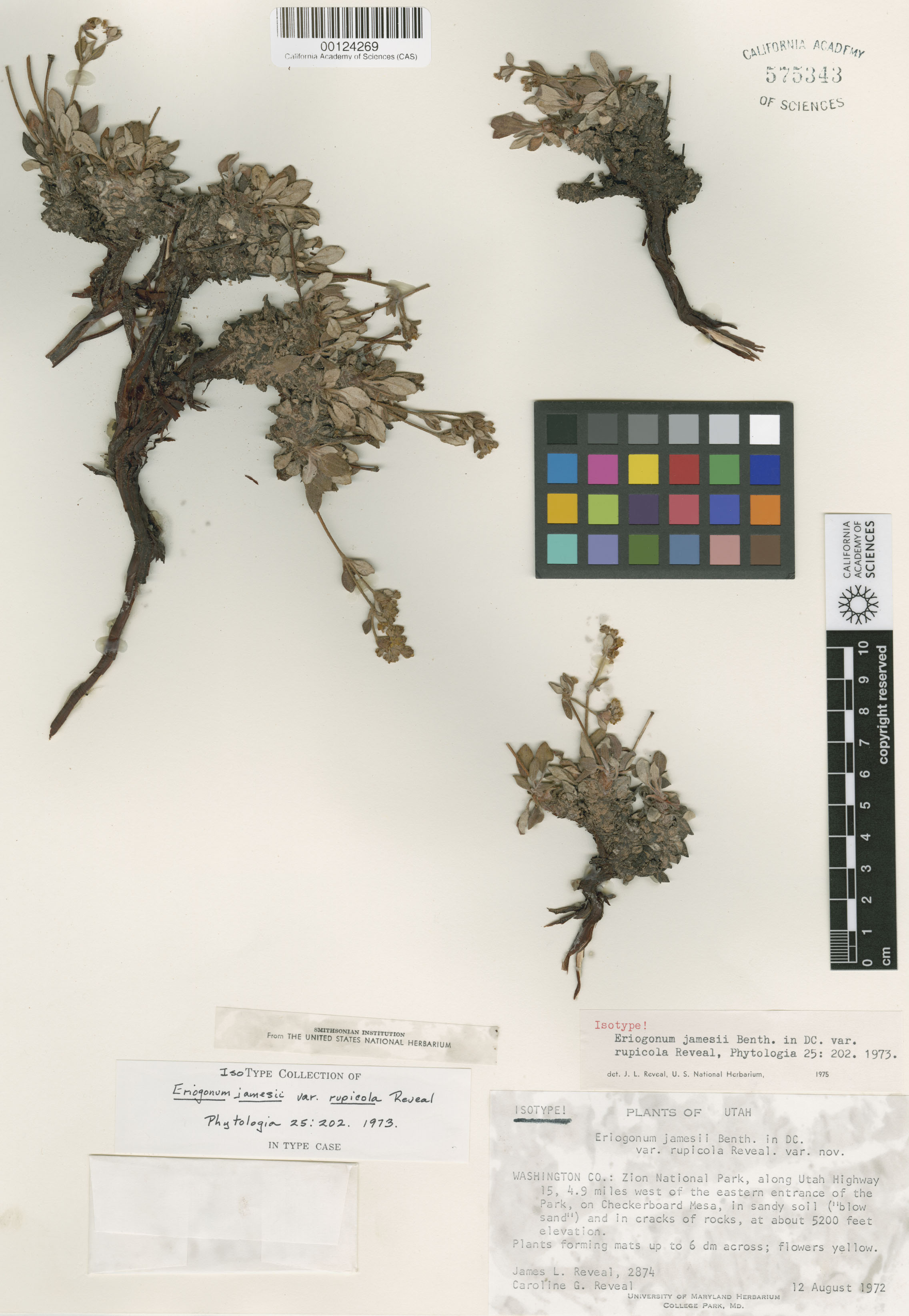 Eriogonum arcuatum var. rupicola image