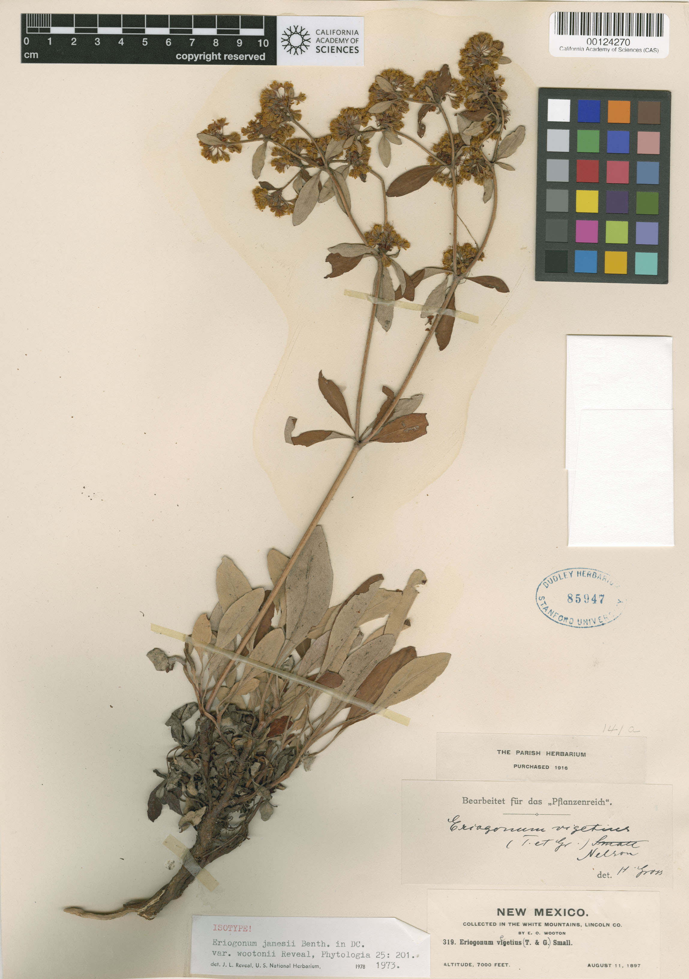 Eriogonum wootonii image