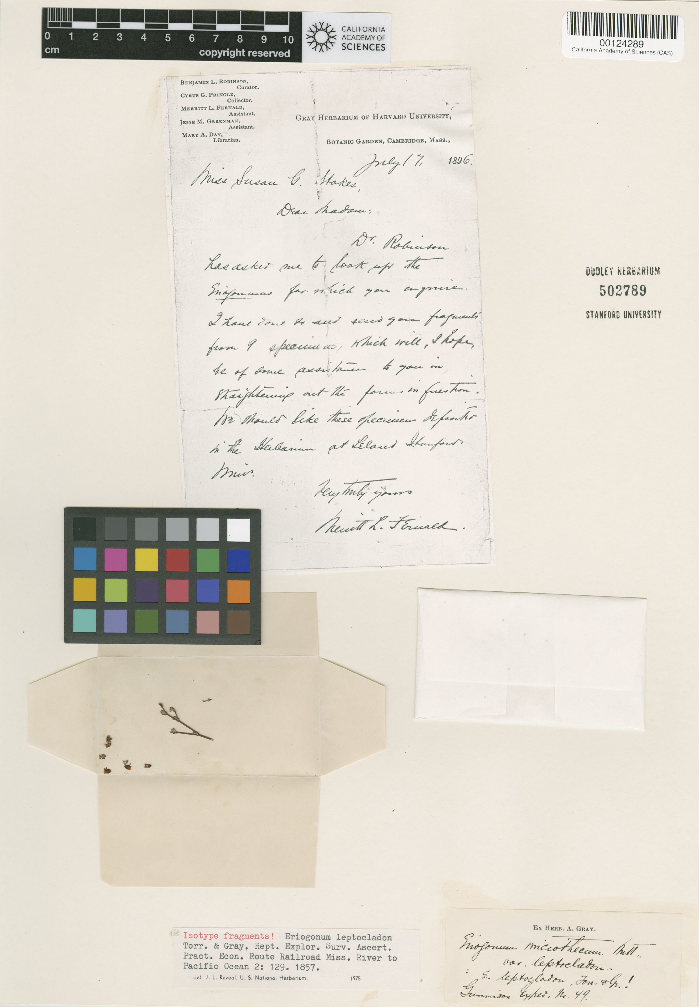 Eriogonum leptocladon image