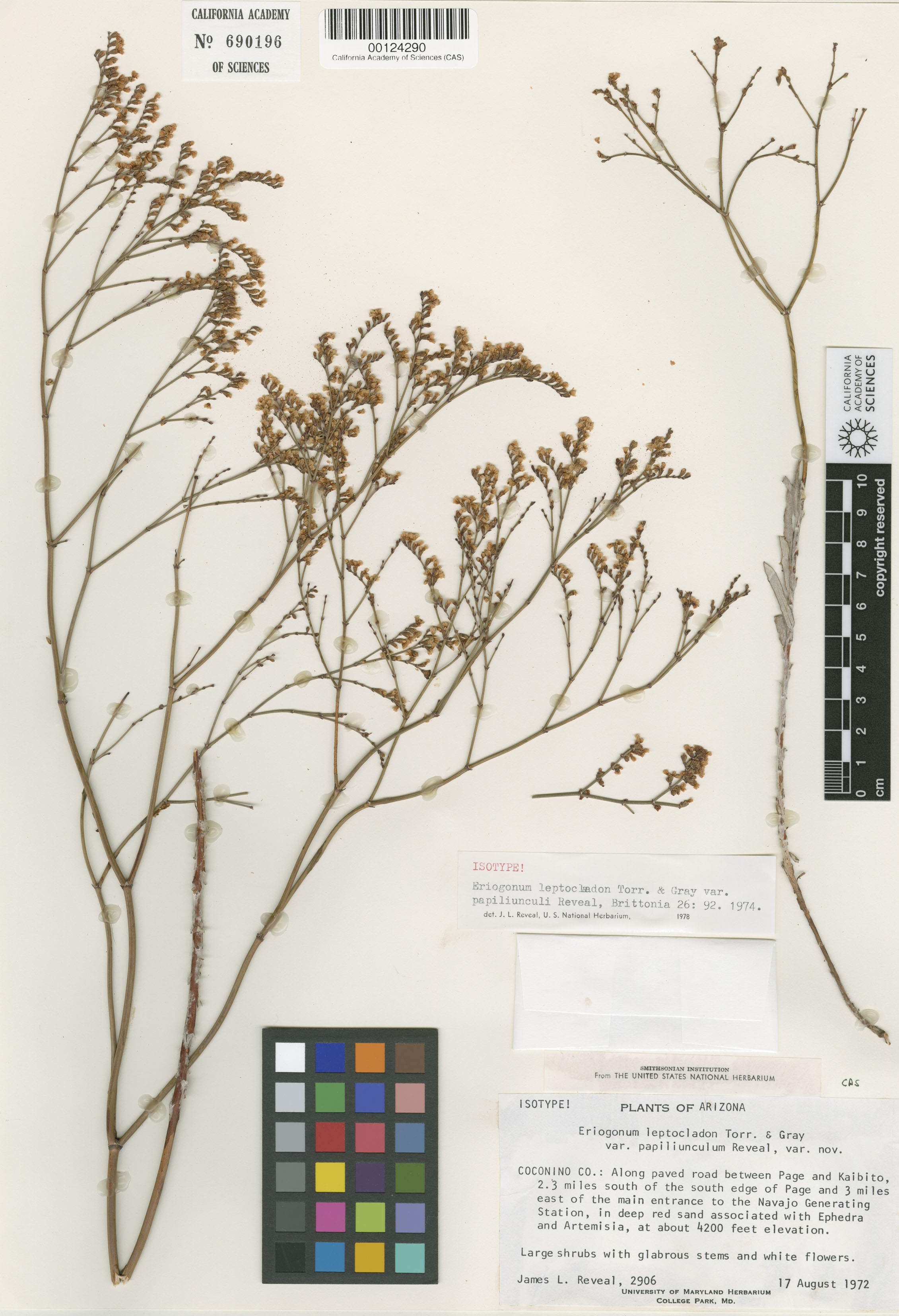 Eriogonum leptocladon var. papiliunculi image
