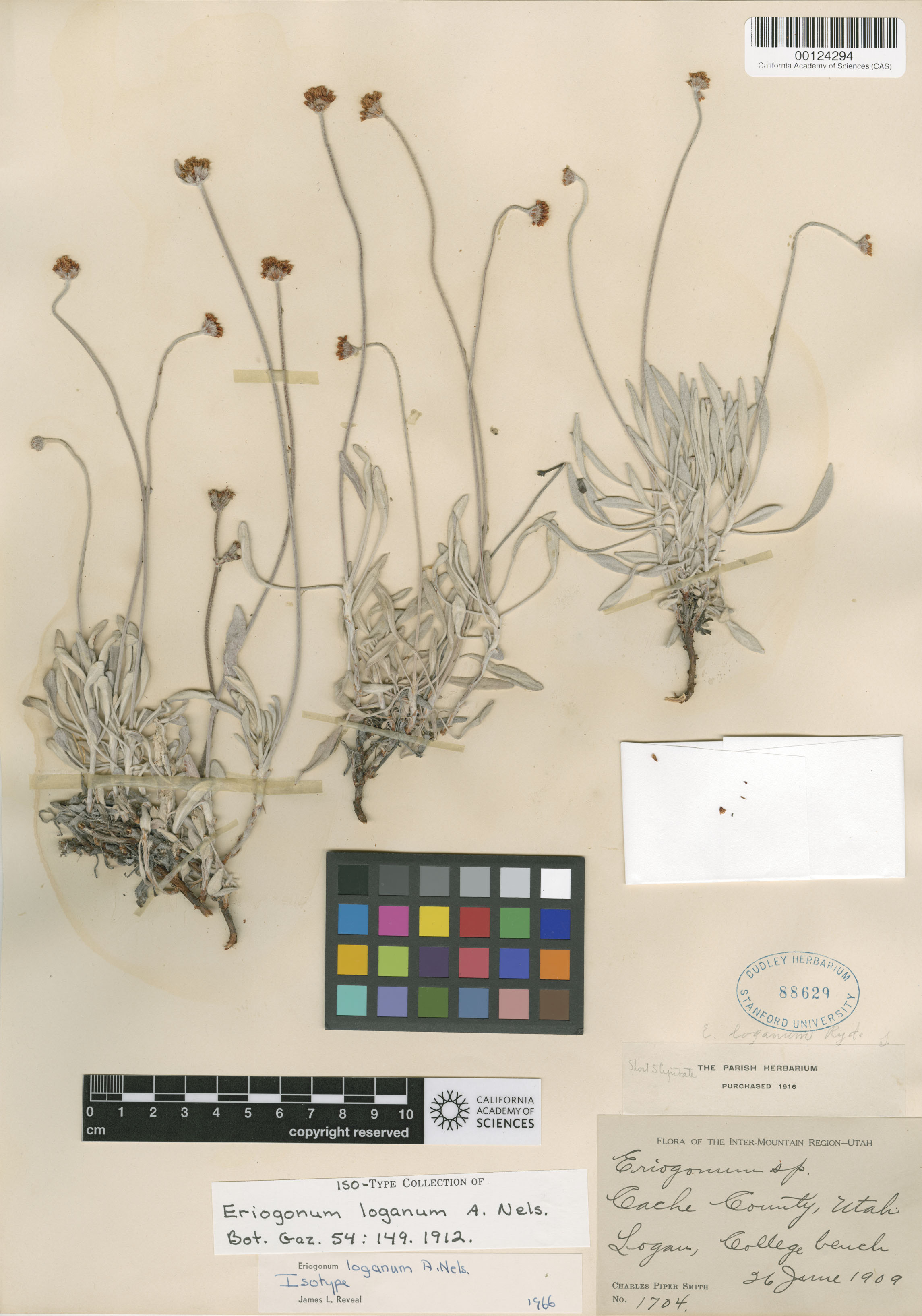 Eriogonum loganum image