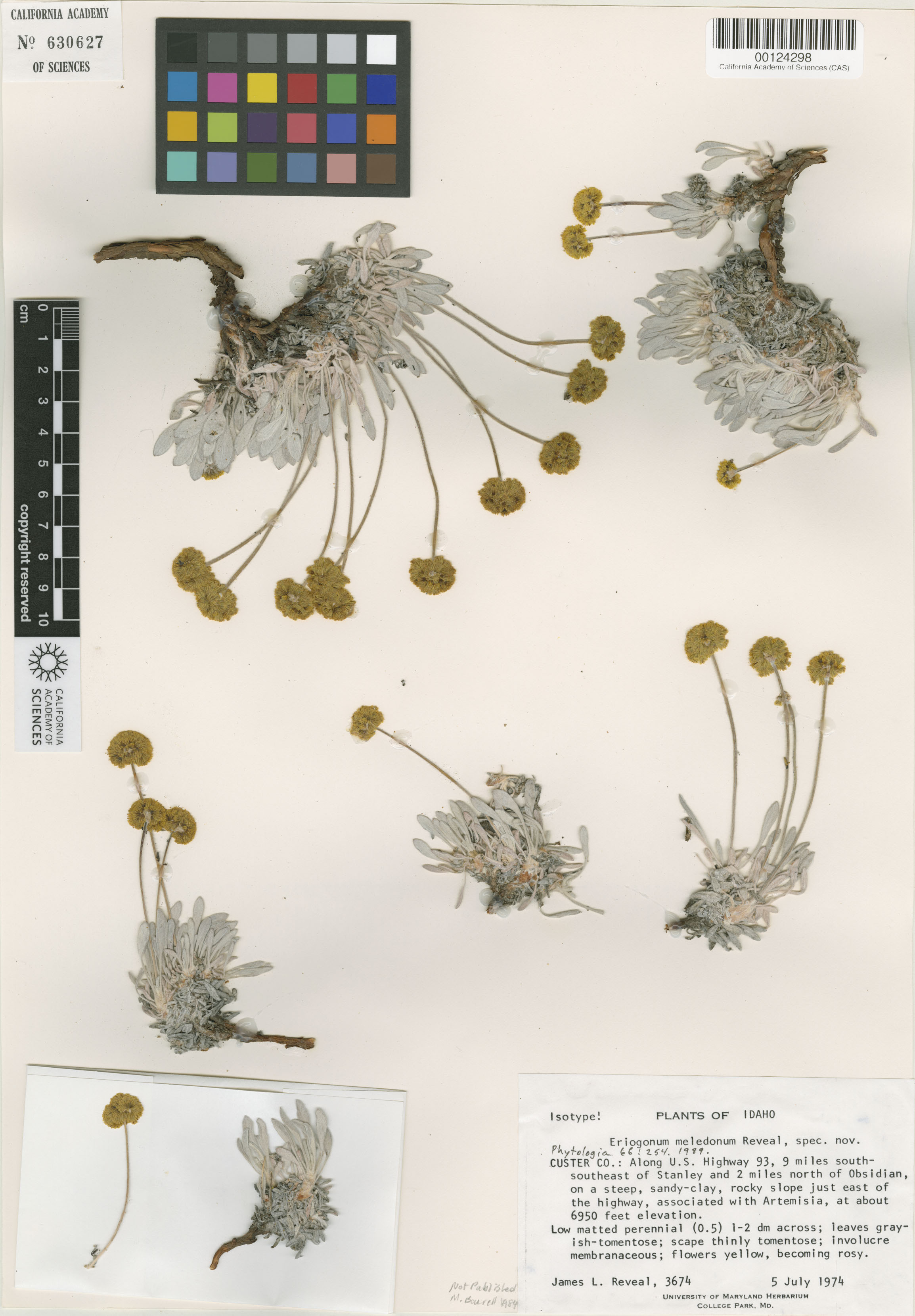 Eriogonum crosbyae image