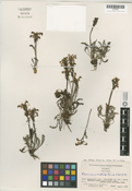 Pedicularis anaticeps image