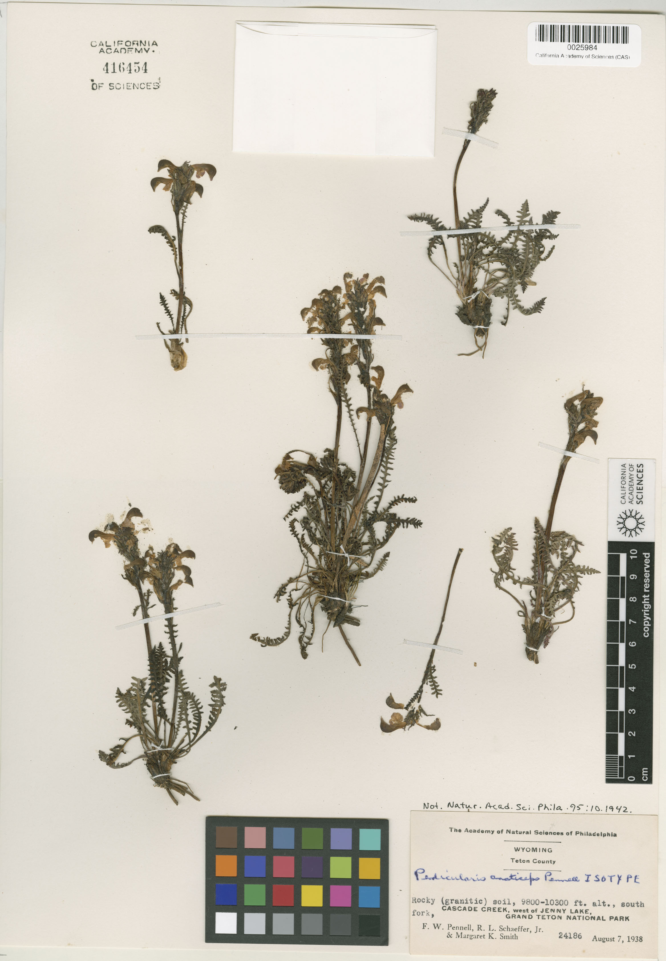 Pedicularis image