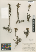 Pedicularis anaticeps image