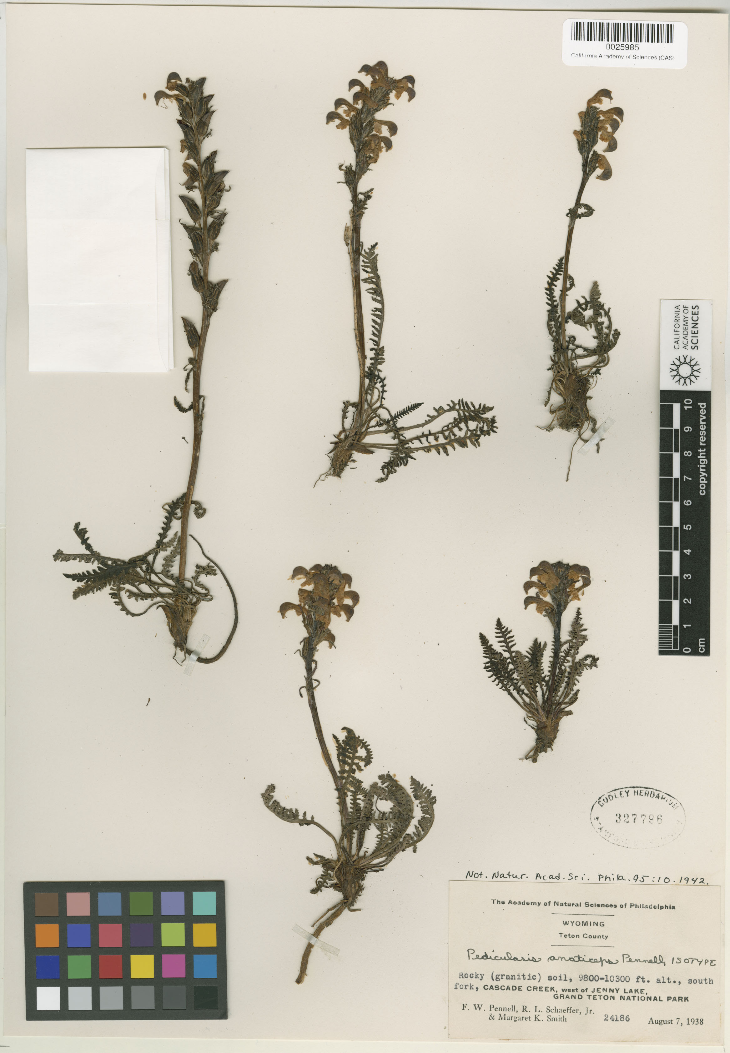 Pedicularis anaticeps image