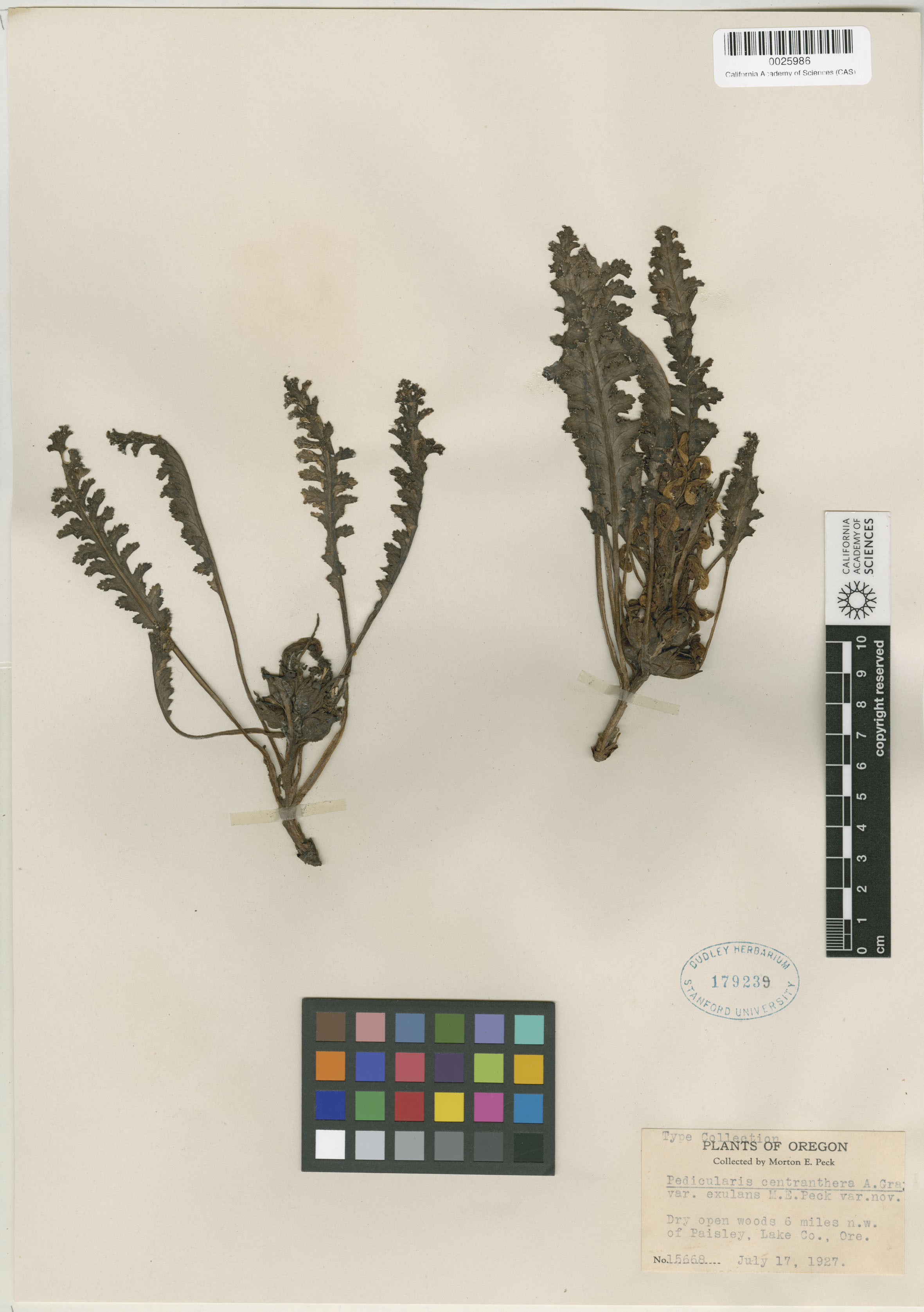 Pedicularis centranthera image