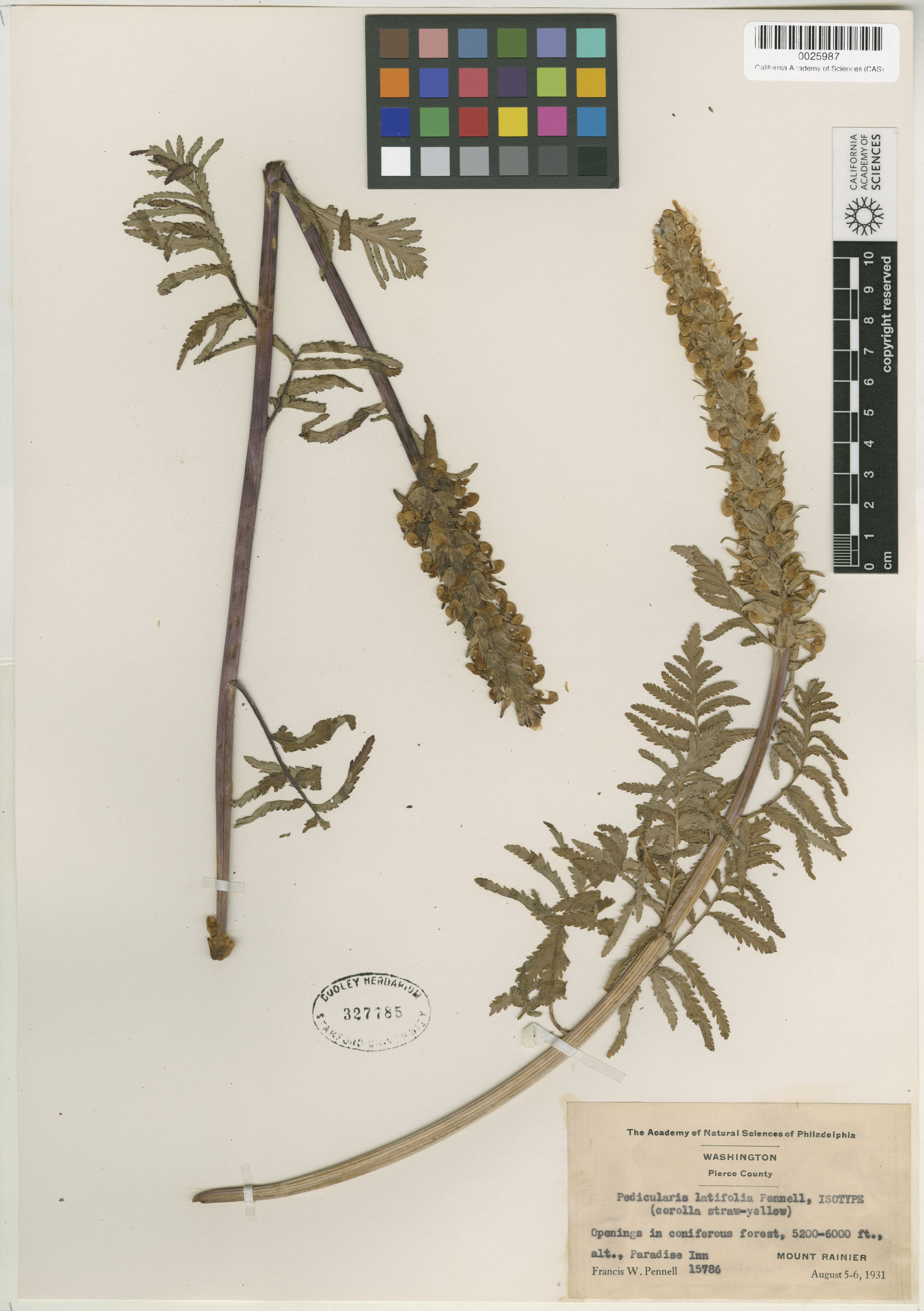 Pedicularis latifolia image