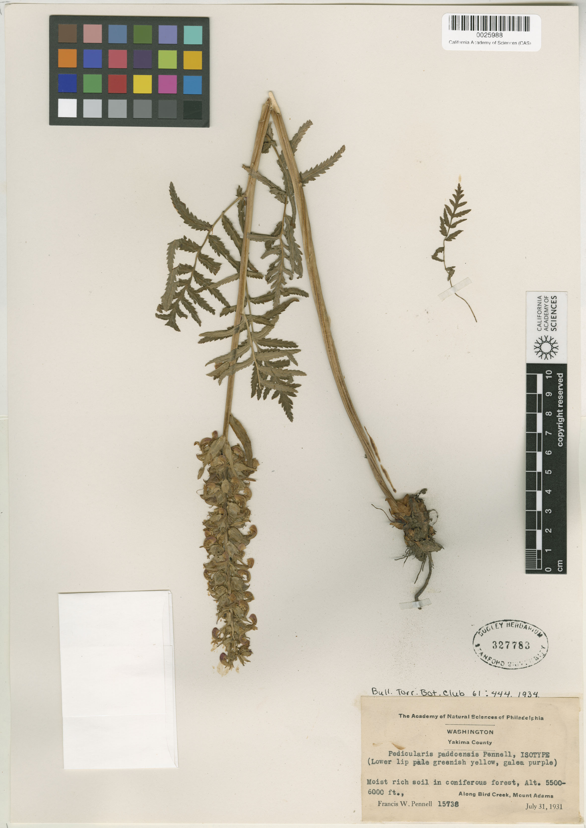 Pedicularis paddoensis image