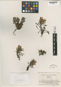 Pedicularis pulchella image