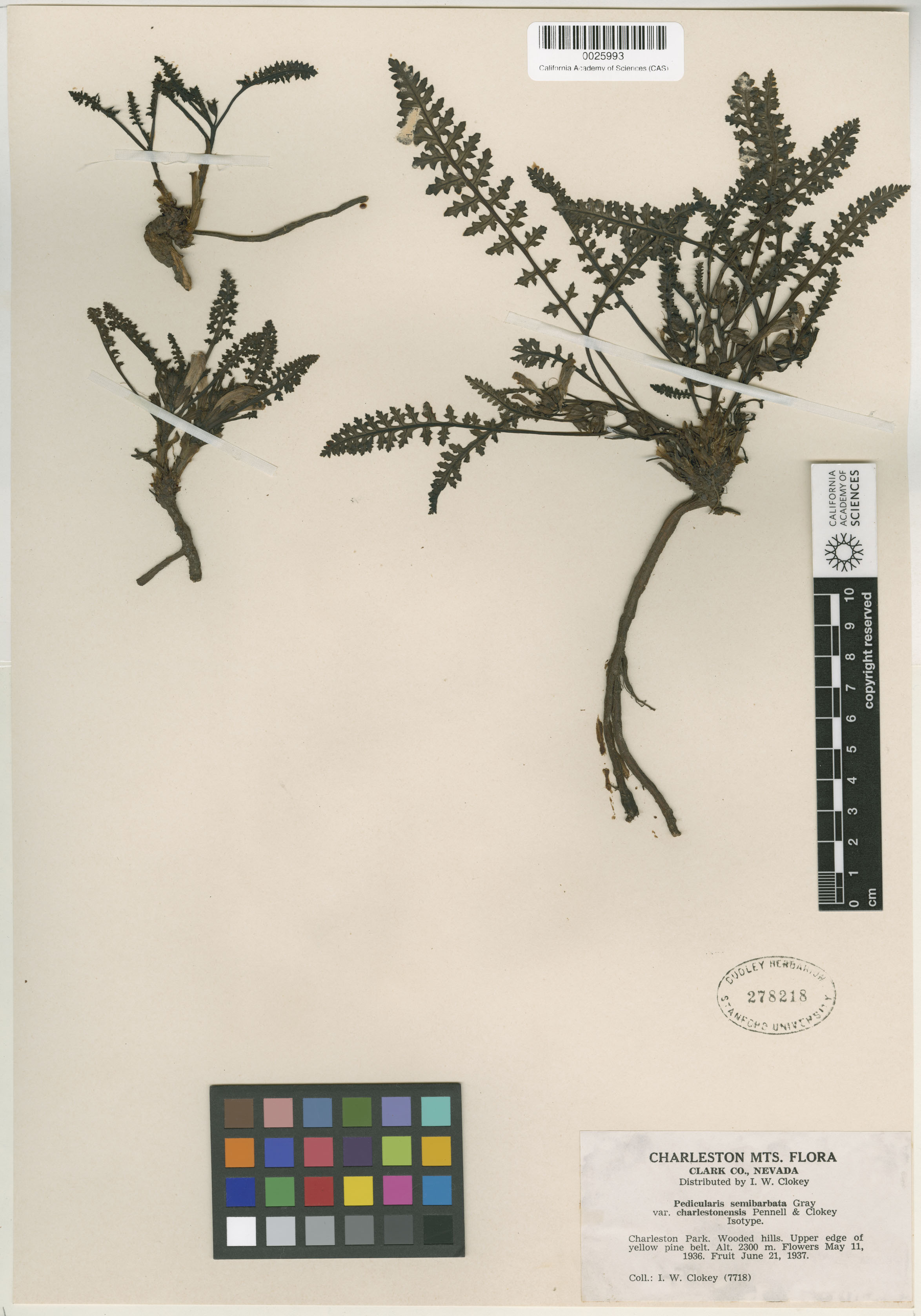 Pedicularis semibarbata image