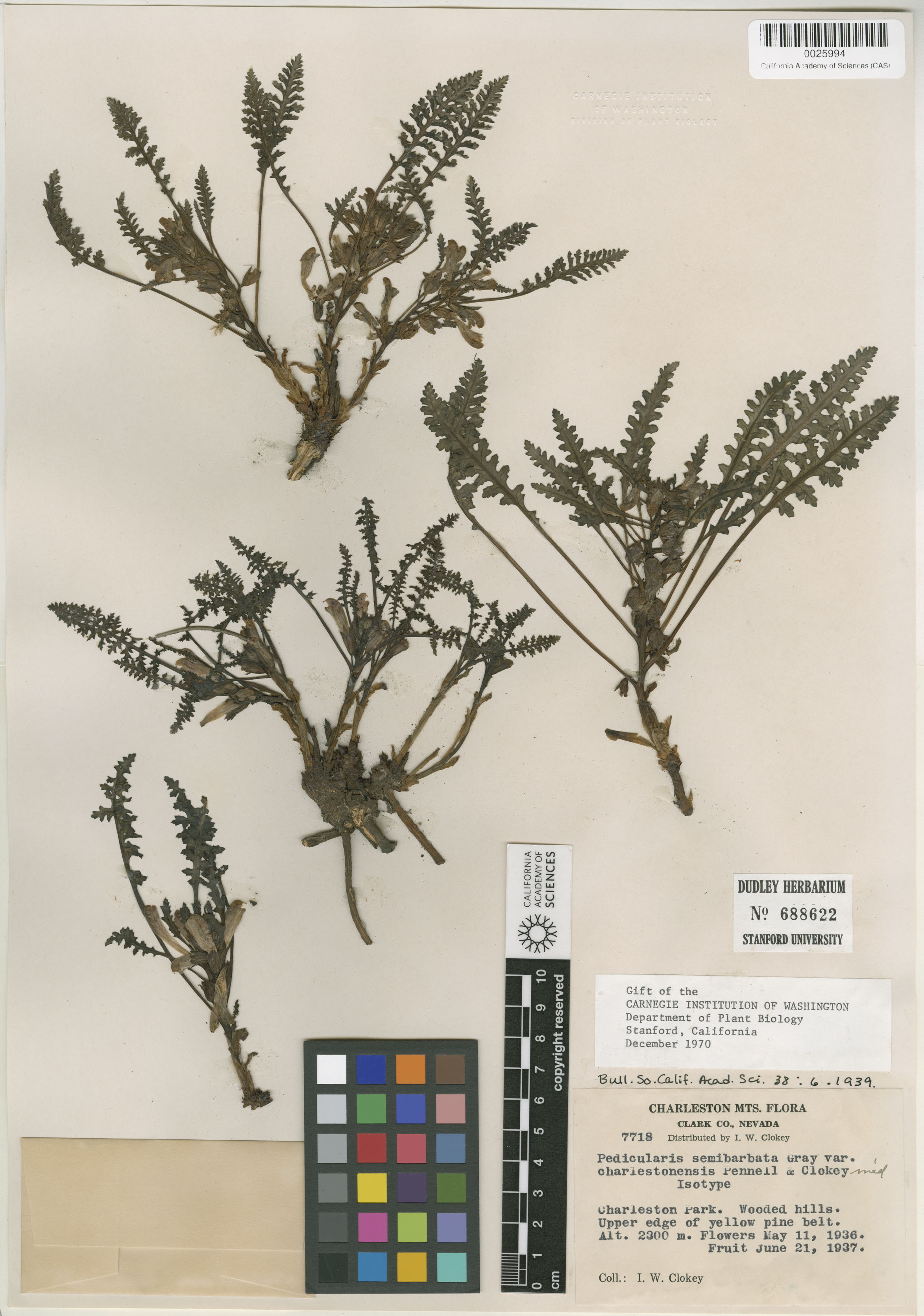 Pedicularis semibarbata var. charlestonensis image