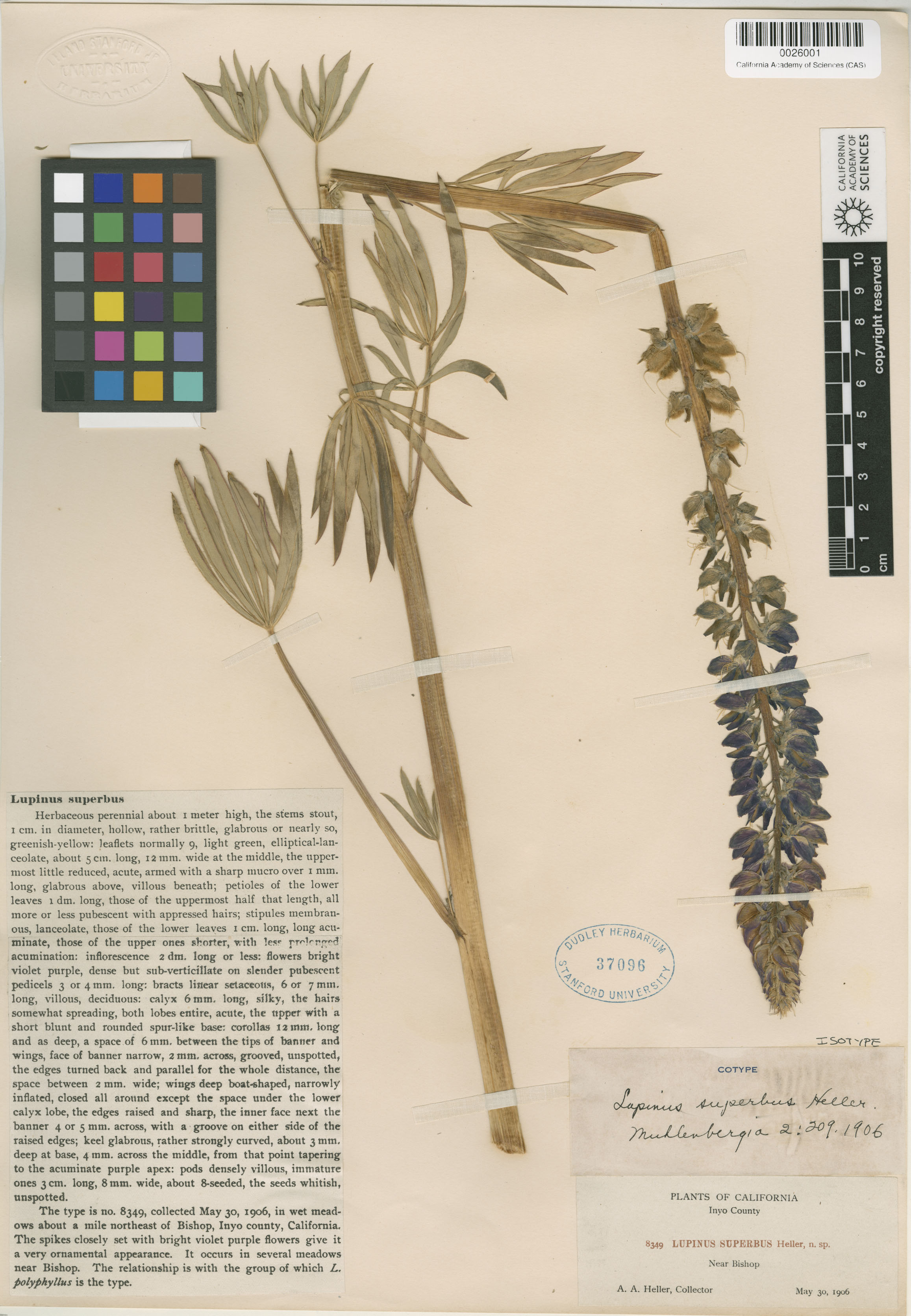 Lupinus superbus image