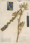 Lupinus superbus image