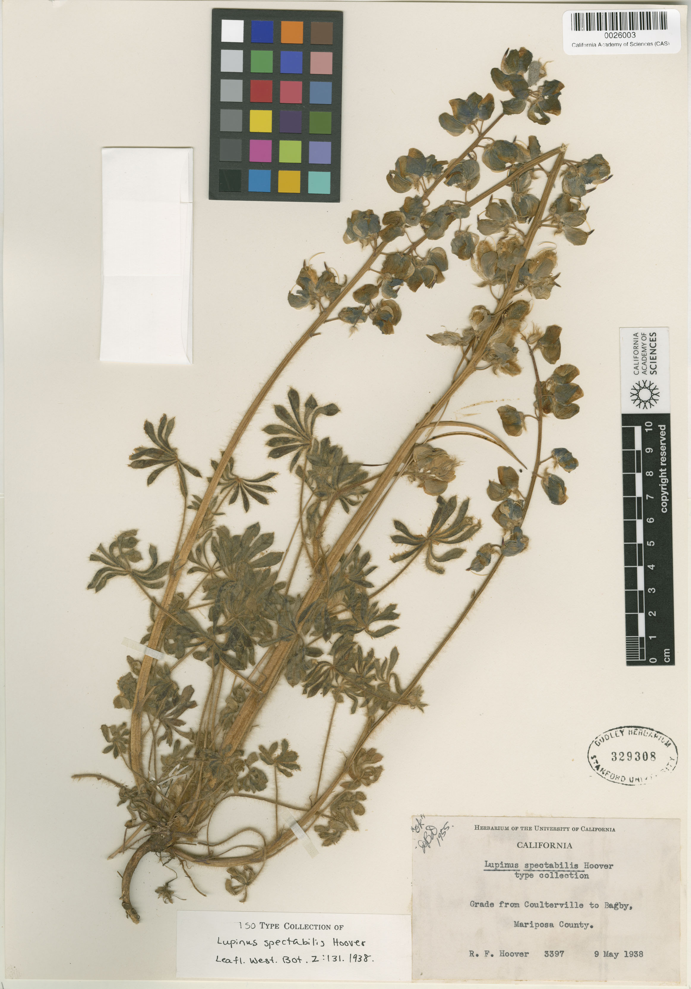 Lupinus spectabilis image