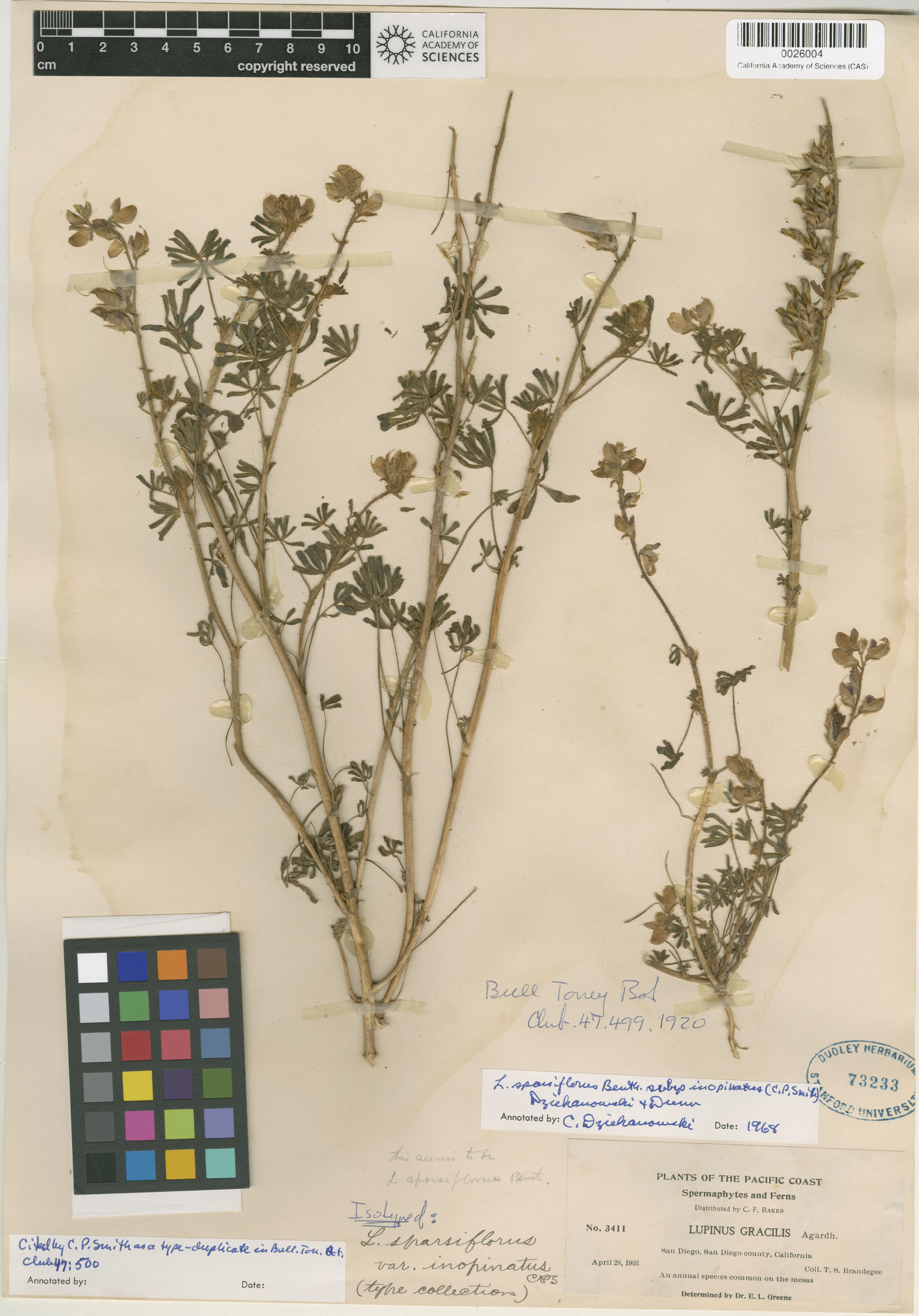 Lupinus sparsiflorus ssp. inopinatus image