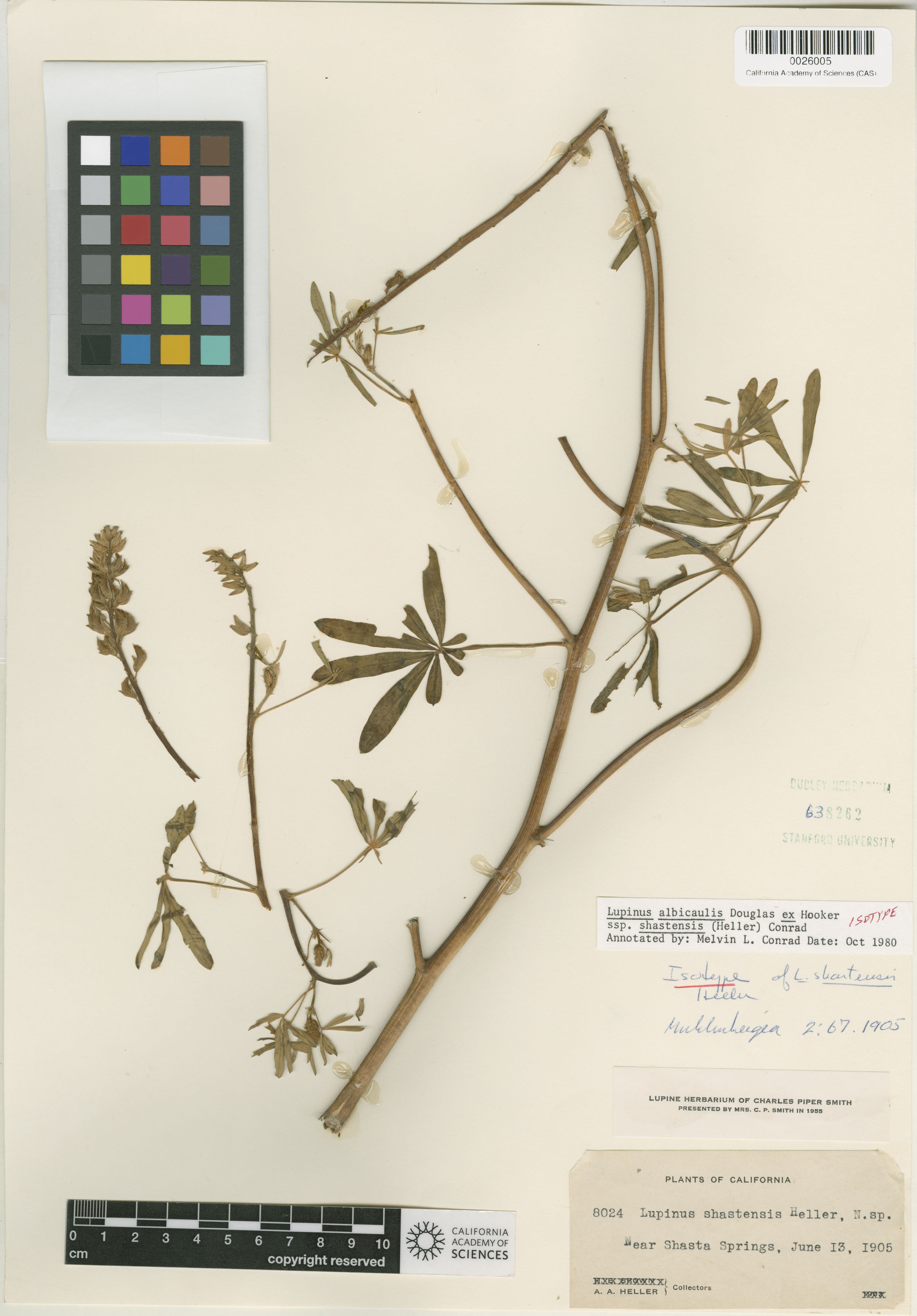 Lupinus shastensis image