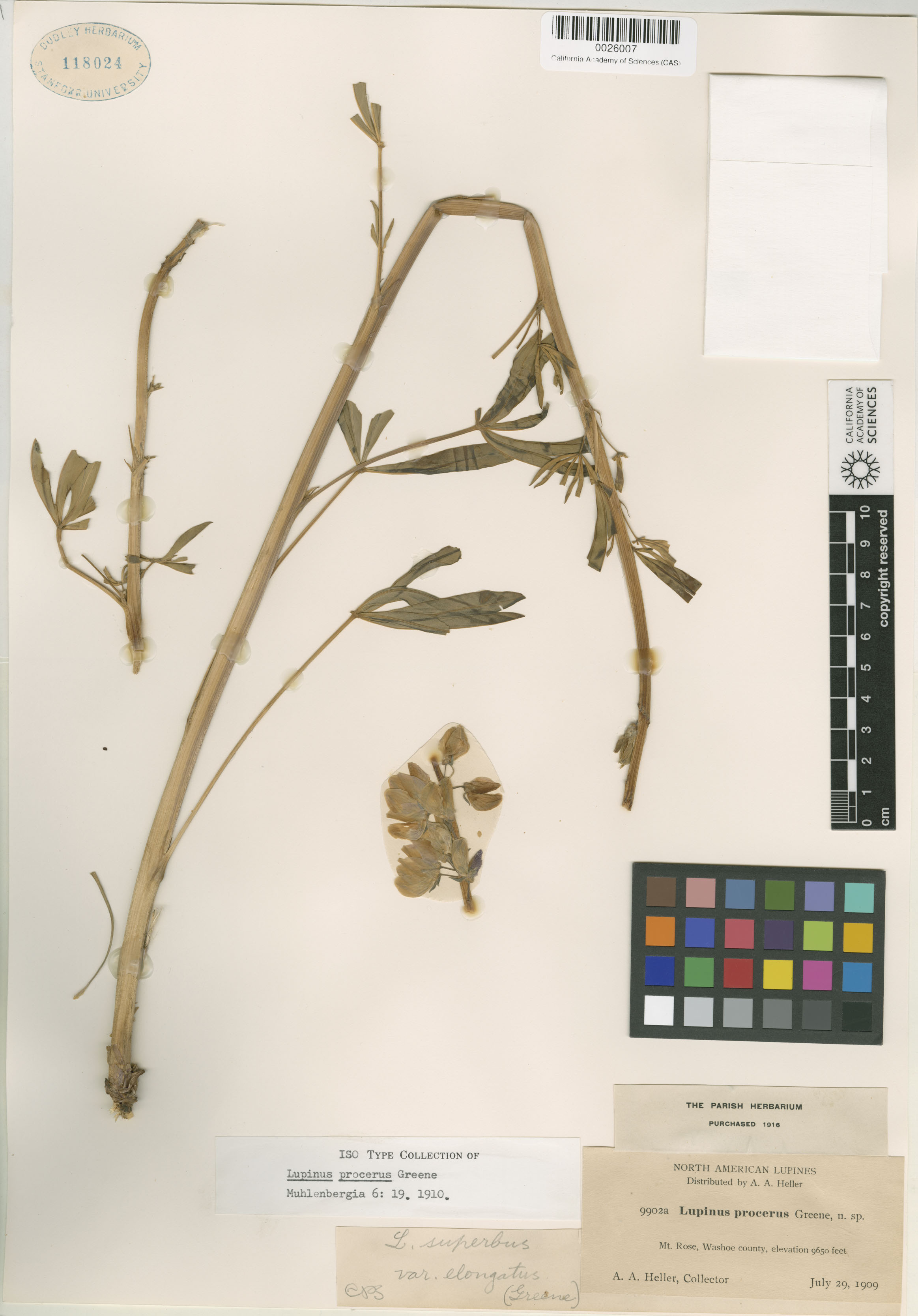 Lupinus procerus image