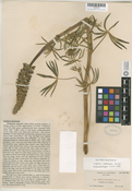 Lupinus pratensis image
