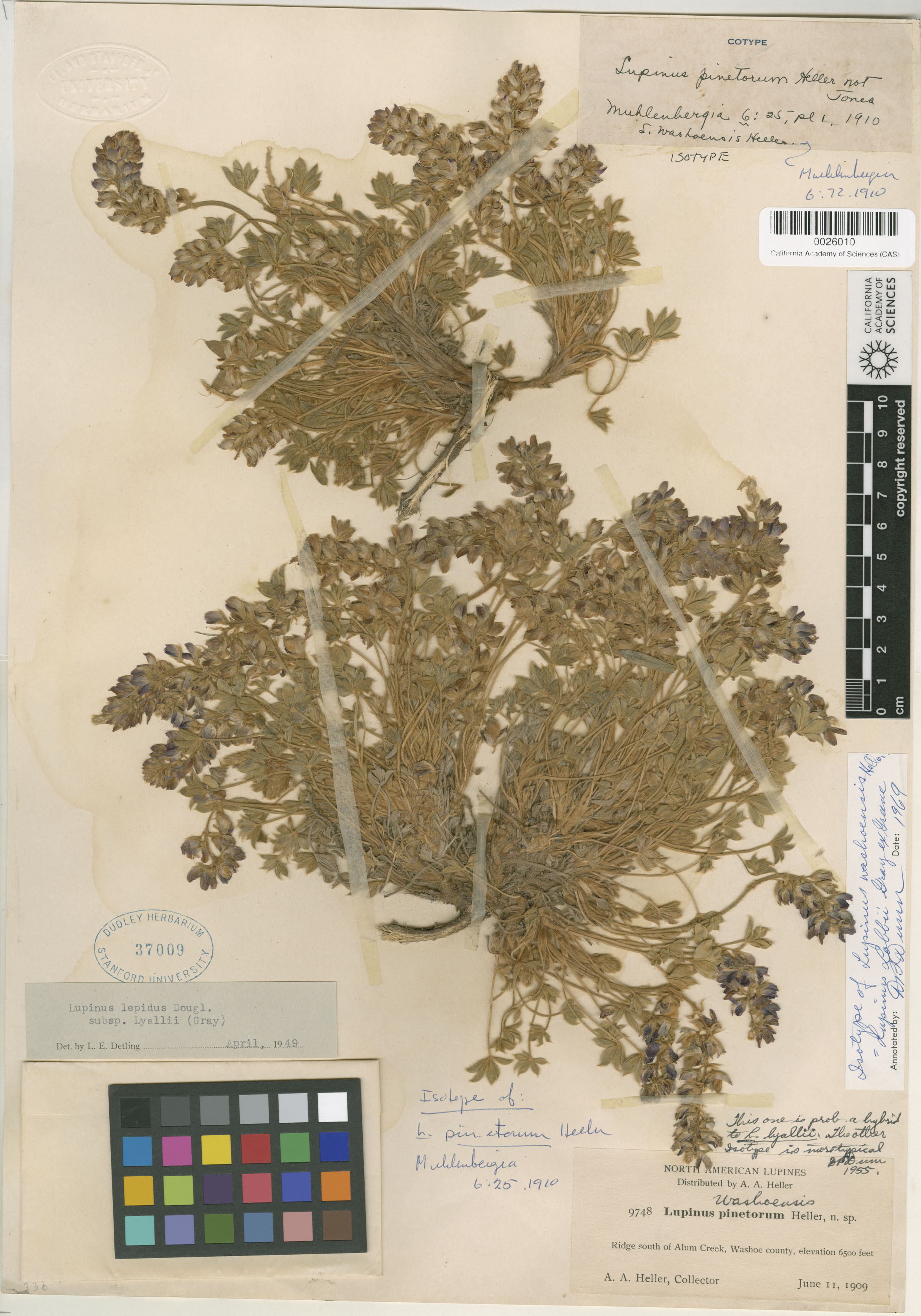 Lupinus onustus image